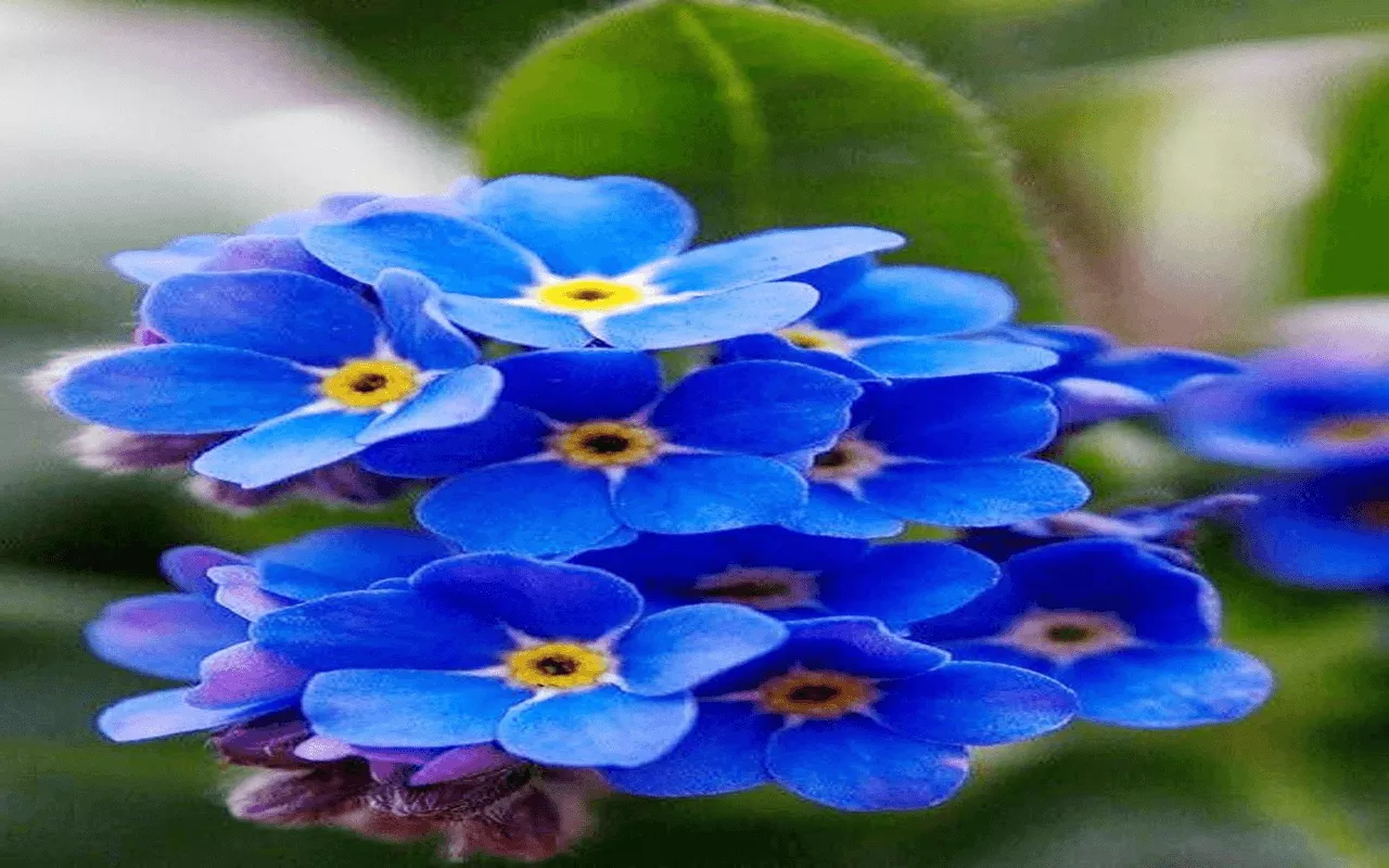 Forget me not flower wallpaper