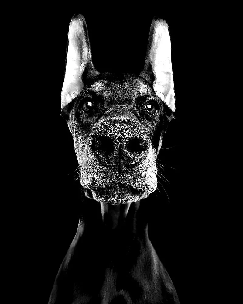 HD barking dog wallpaper