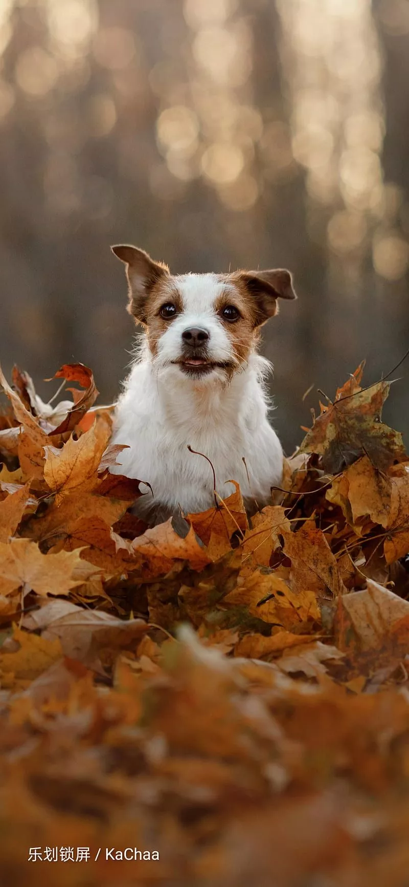 Dog 9, barking, dogs, jack, pug