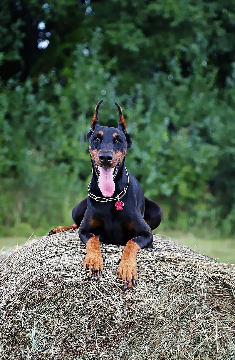 Doberman pinscher, barking, dogs, HD phone wallpaper