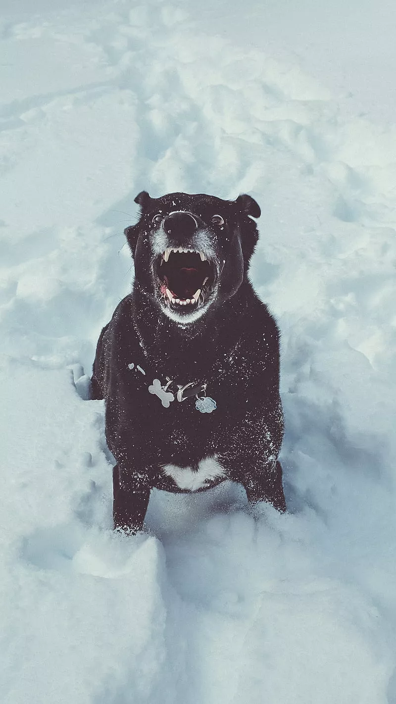 black, HD phone wallpaper