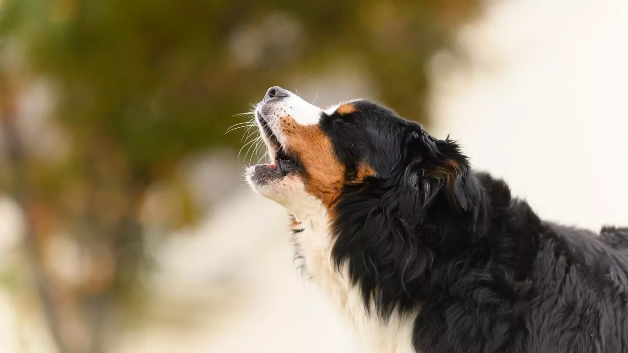 dog from barking in their crate