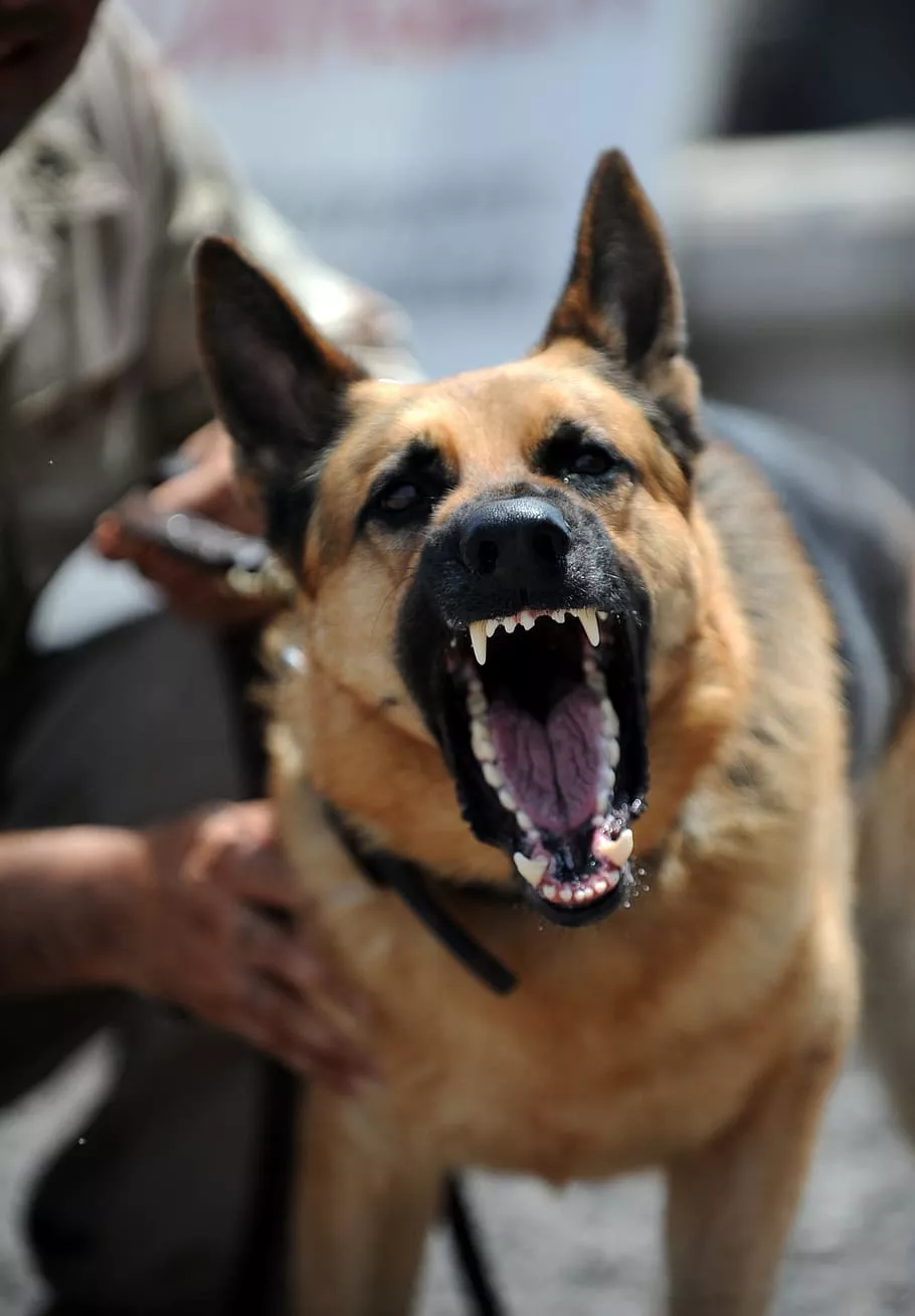 photo of adult German shepherd barking