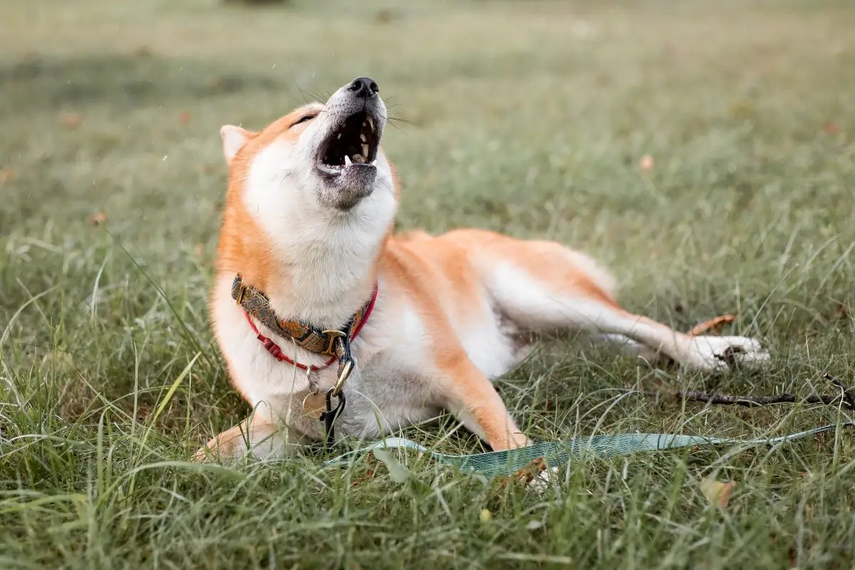 How to Stop Your Dog Barking In Seconds