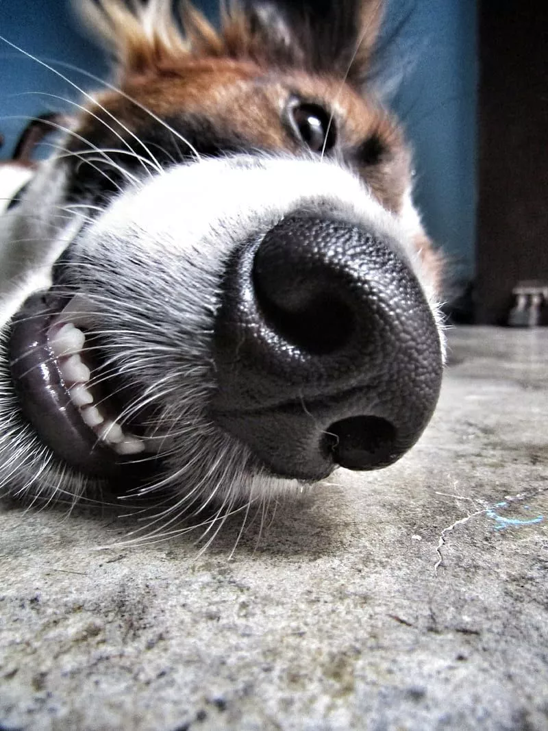 HD puppy nose cute wallpaper