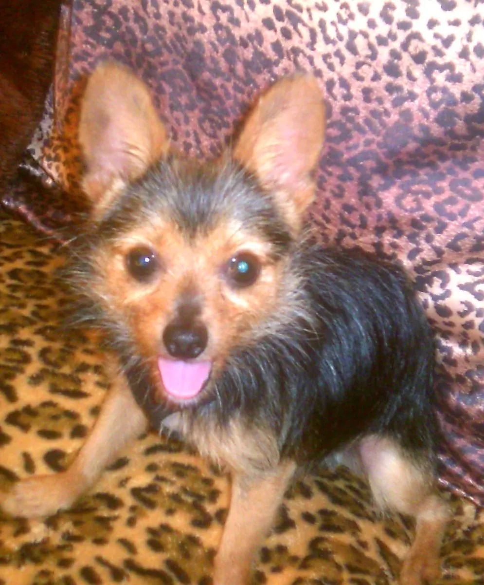 Chorkie