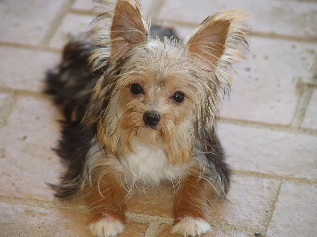 TINY Little Dandy Adopted living in TX