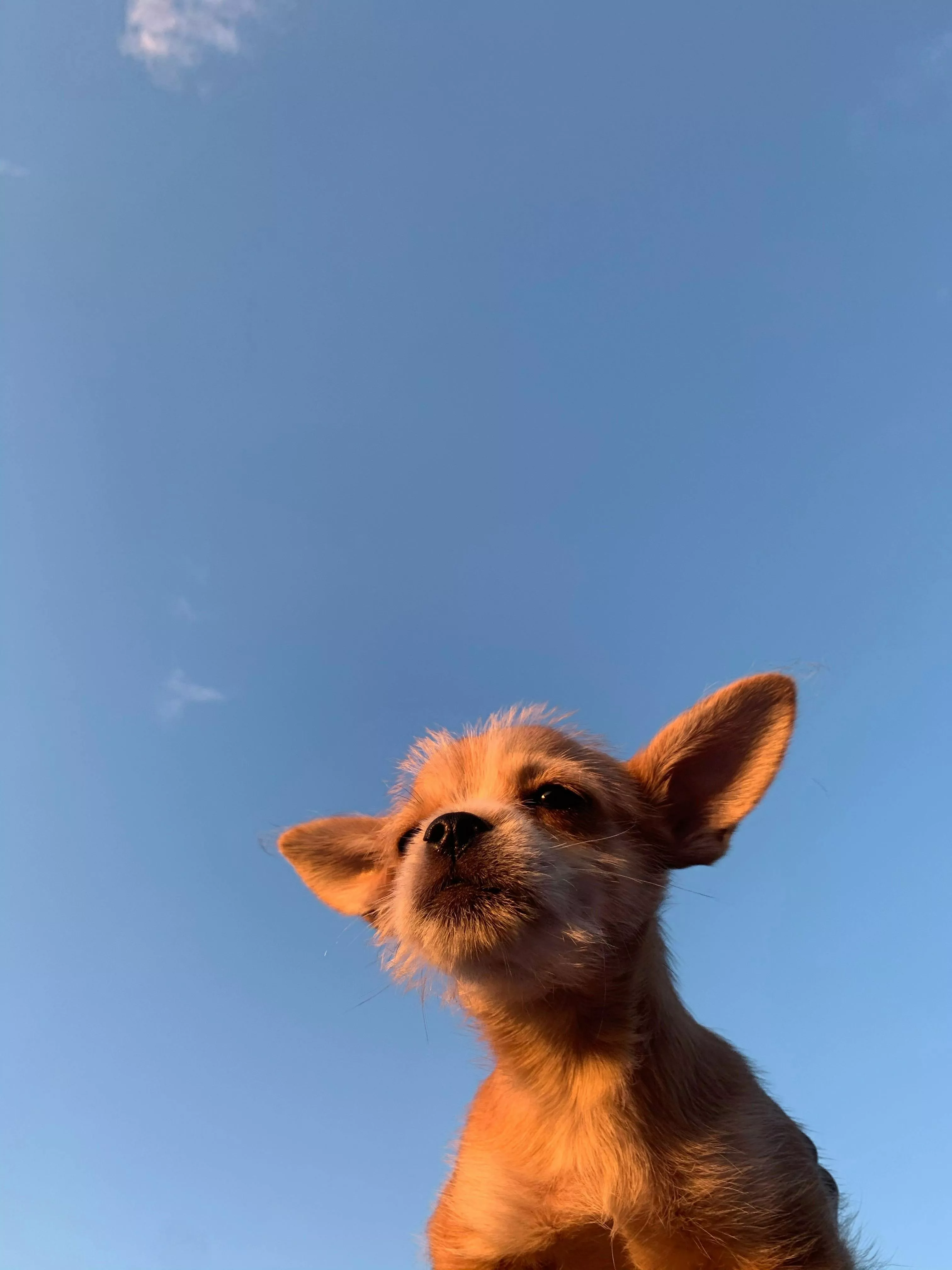 Low Angle Shot of a Portuguese Podengo