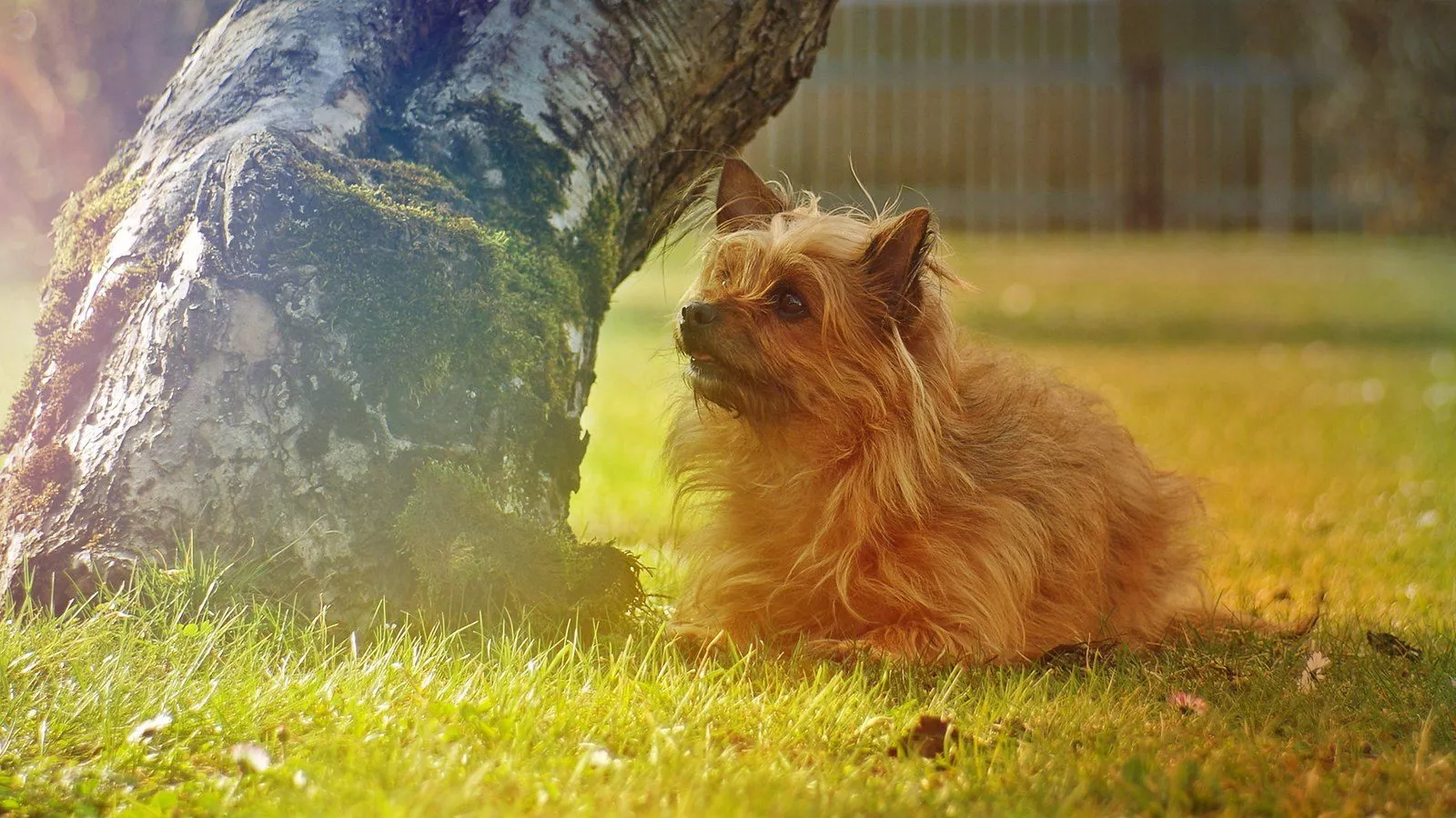 luminous dog portrait. Chorkie Dorle