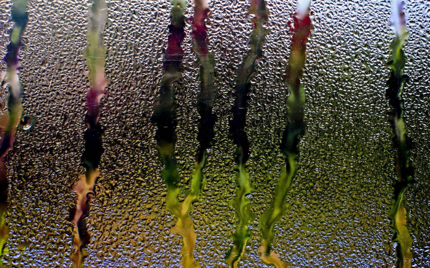 Rain, Glass, Window, Water, Droplets