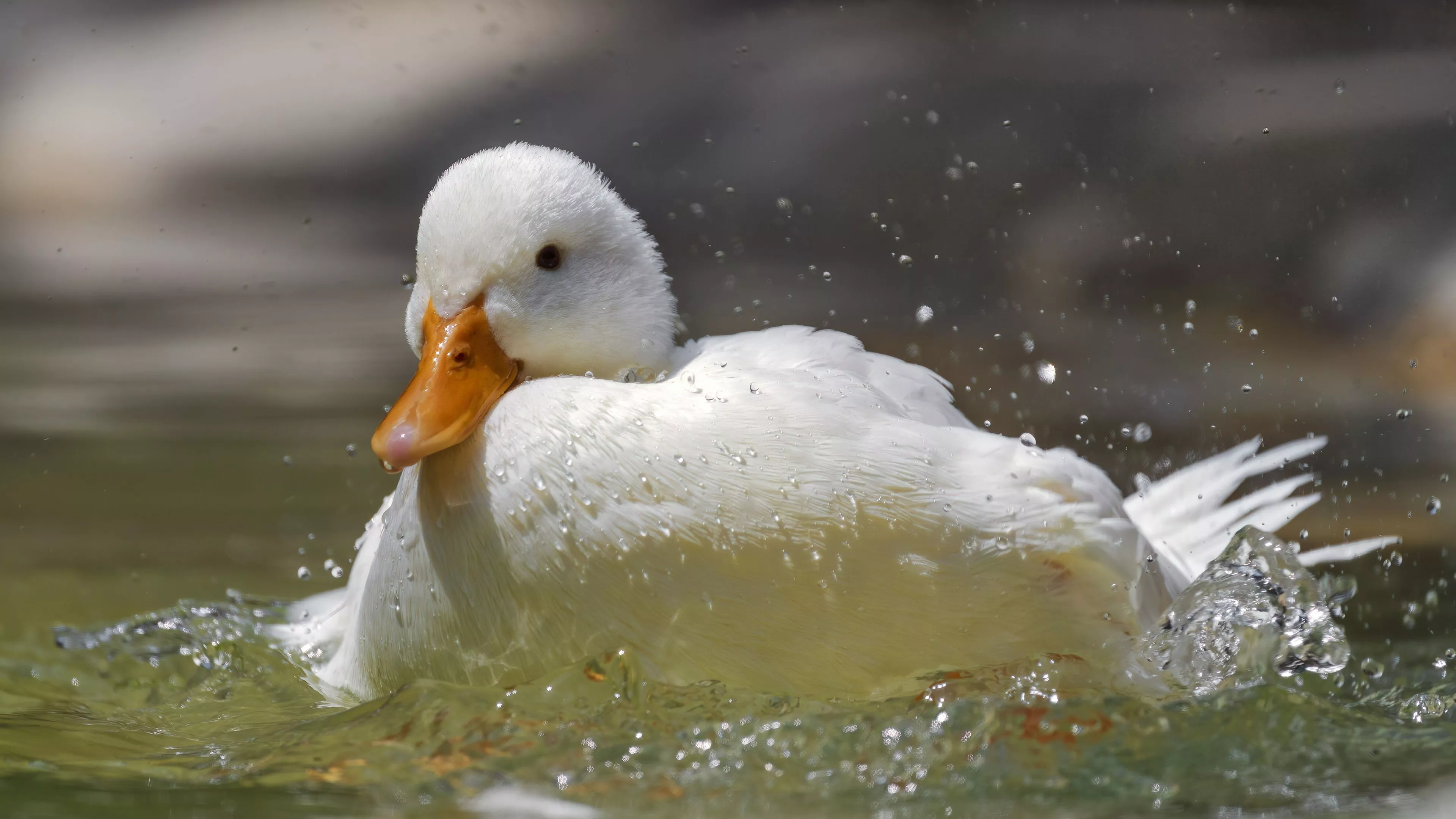Light Brown Beak White Duck Water Spray