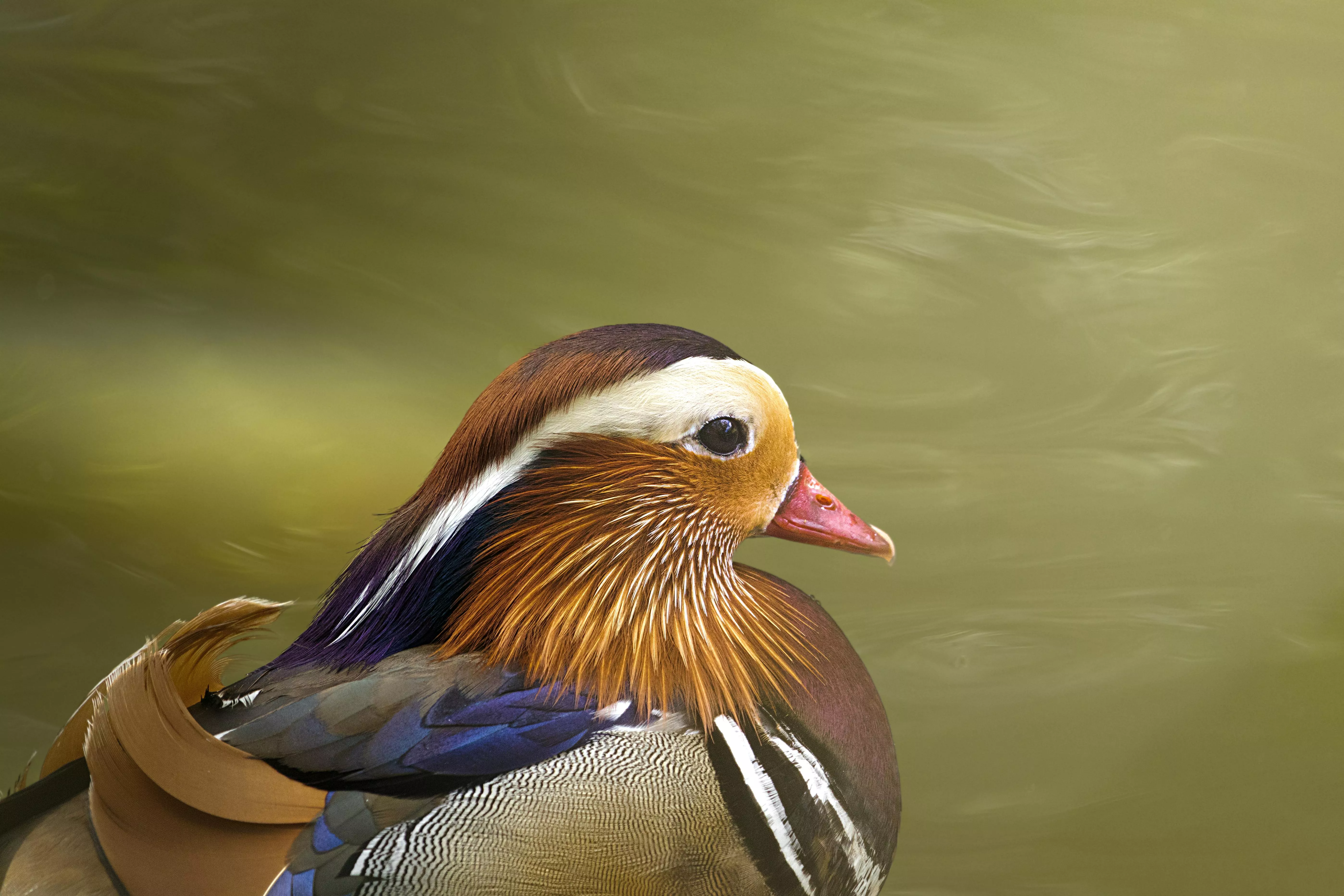 Mandarin Duck Photo, Download The BEST