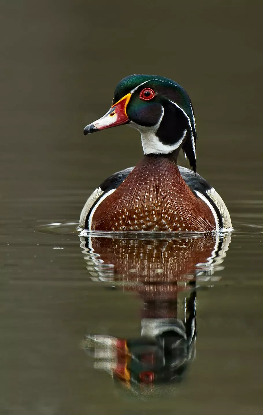 Male wood duck 1080P, 2K, 4K, 5K HD wallpaper free download