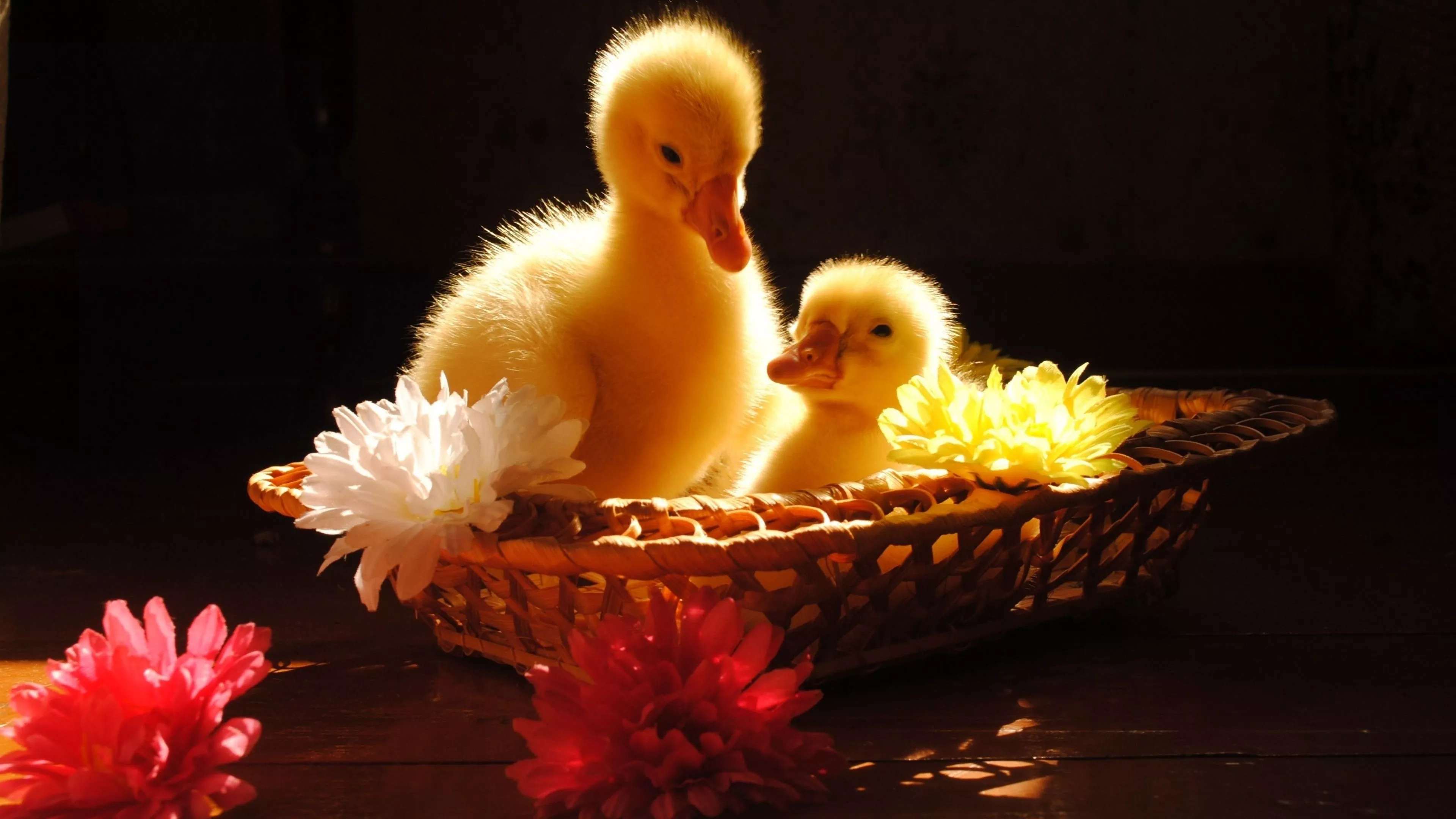 Ducklings Wallpaper 4k HD