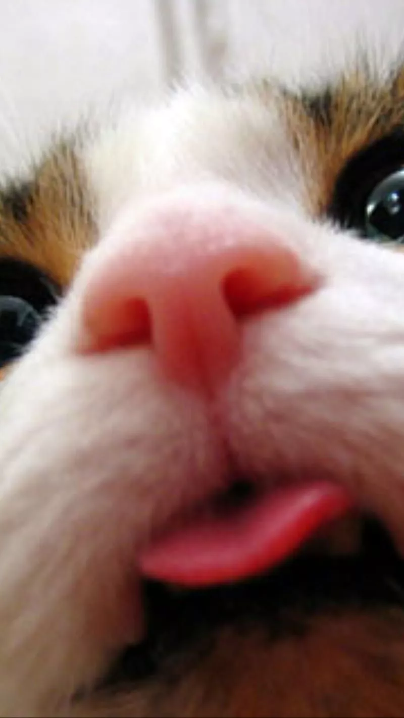 HD funny cat wallpaper