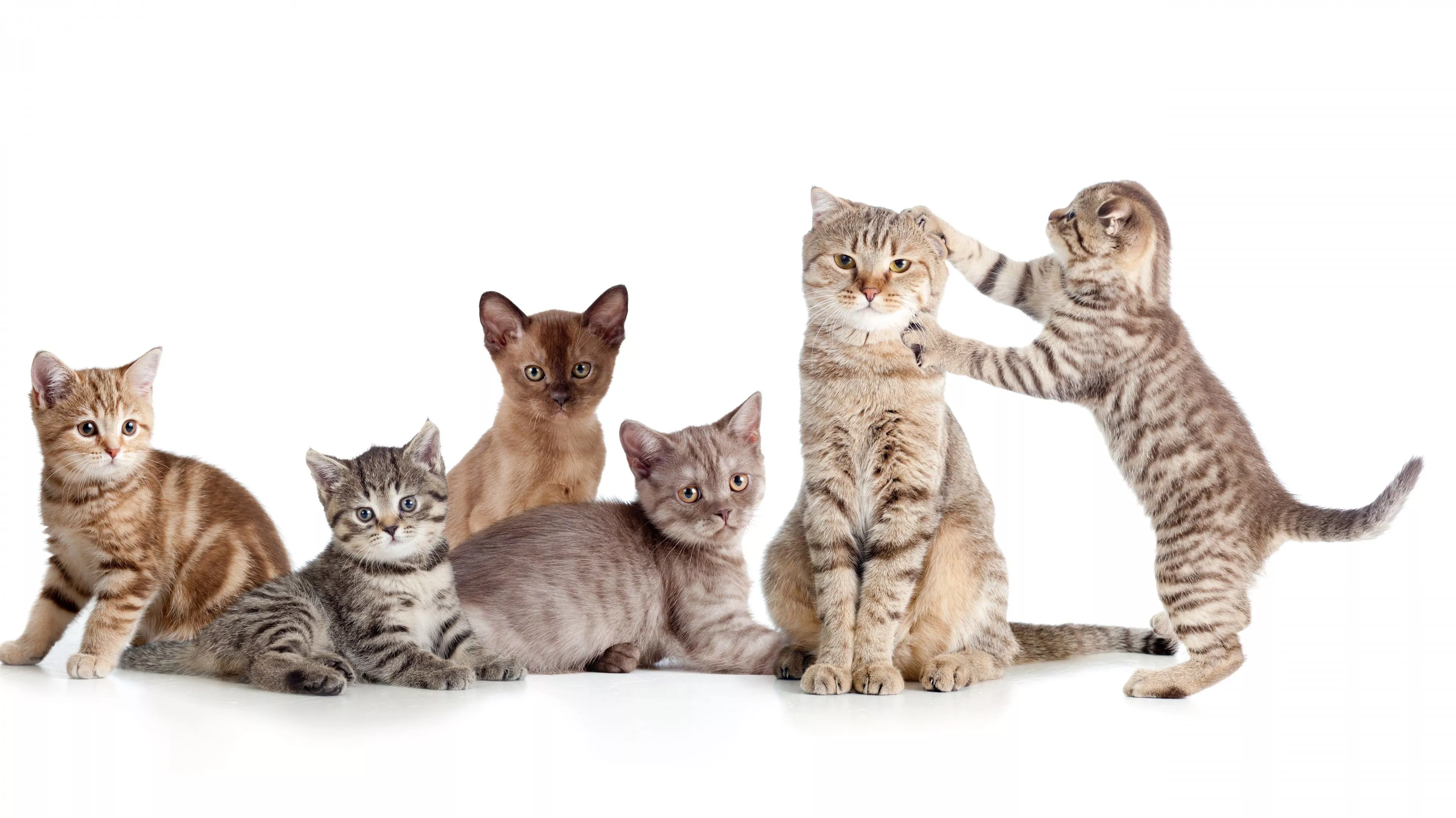 Funny Face Cats In White Background 4K