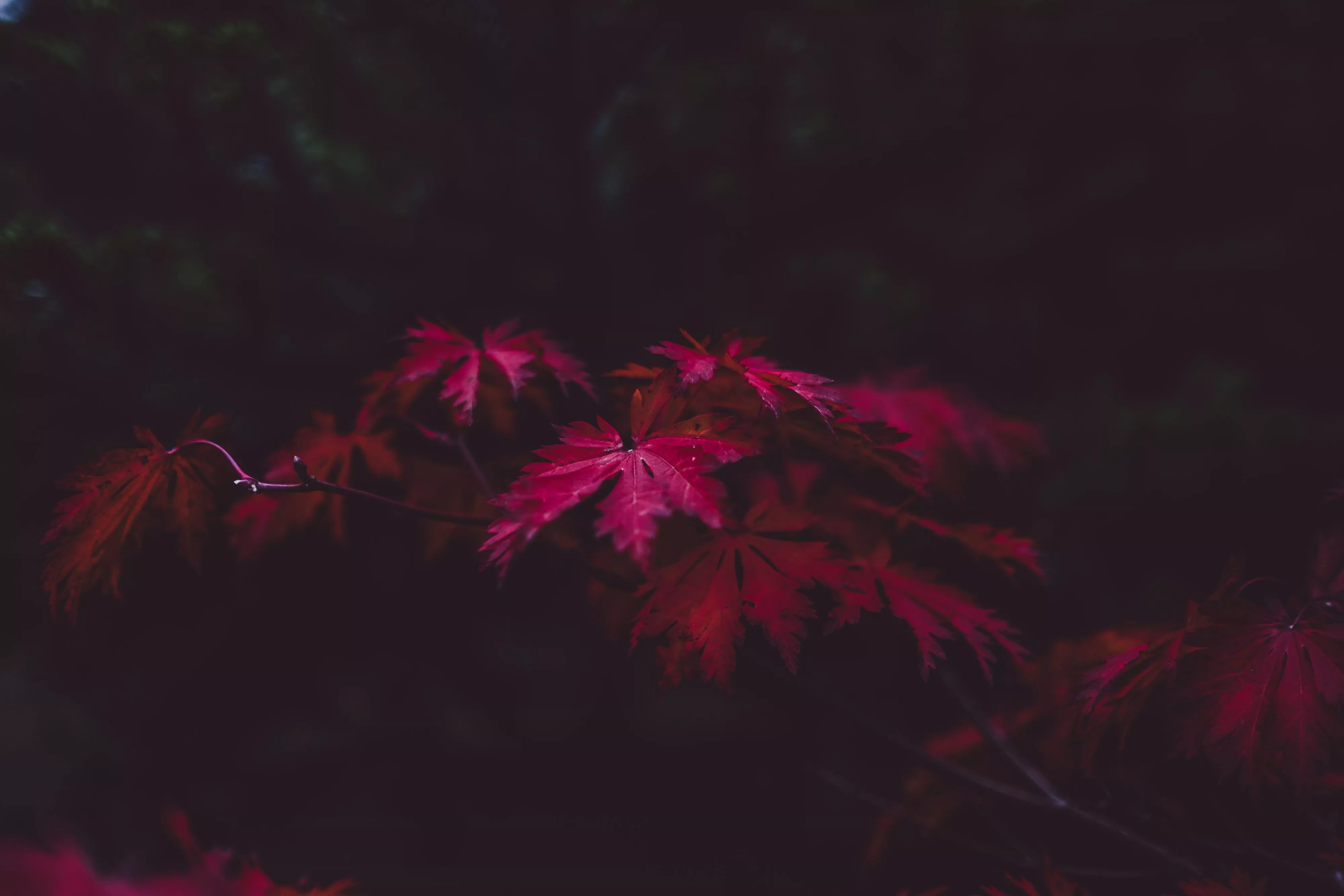 leaves, wood, black Wallpaper, HD