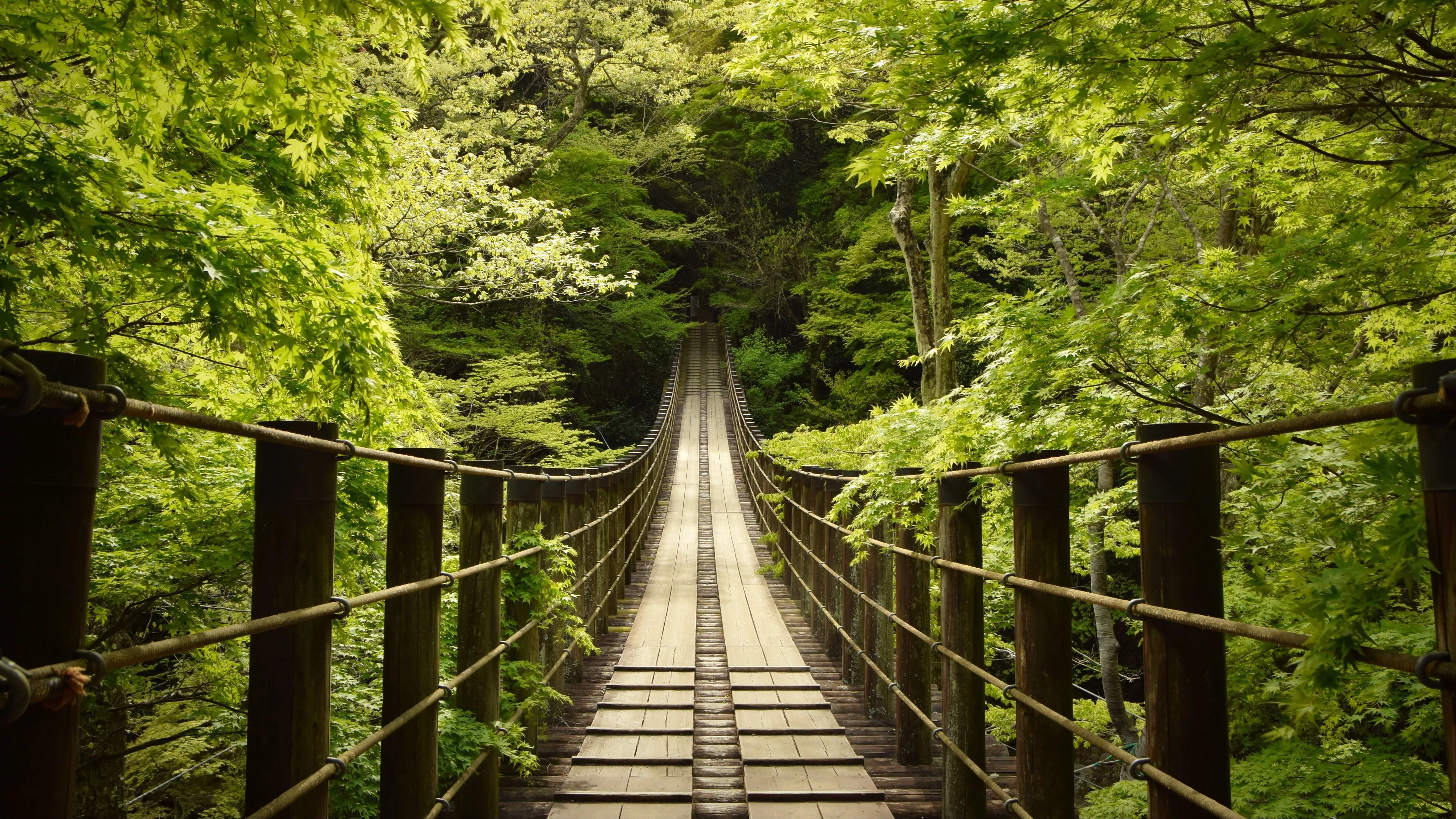 Wood Bridge Between Green Trees