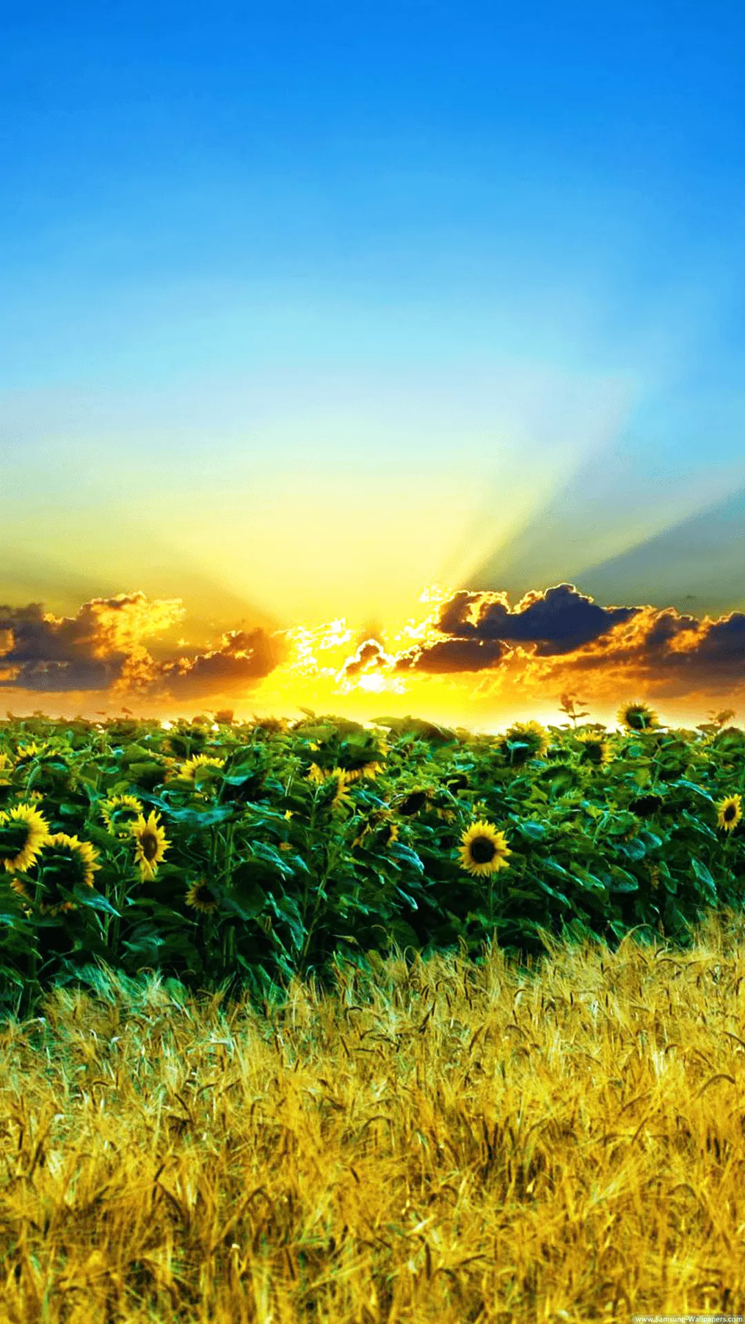 Sunflower Sunset Background Wallpaper
