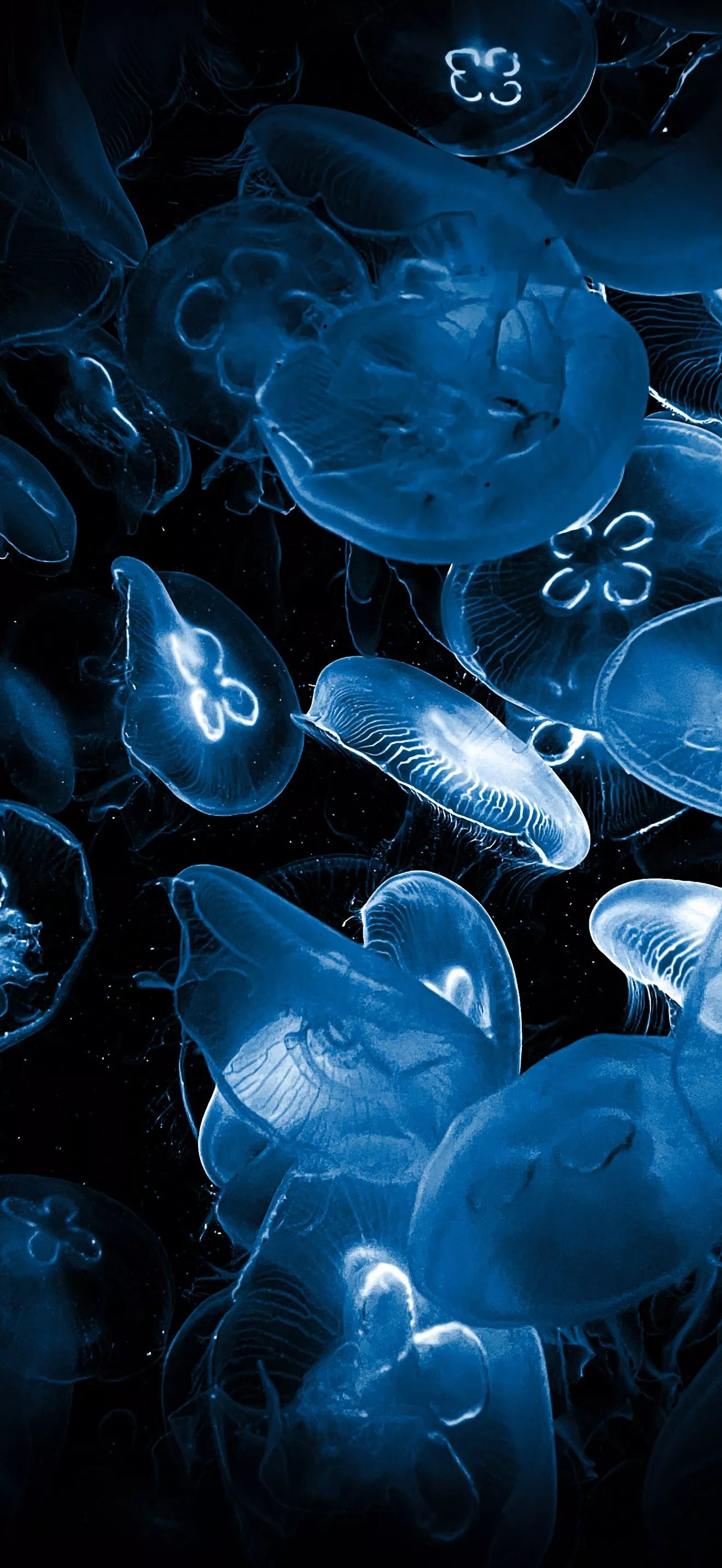Jellyfishes Wallpaper 4K, Deep Sea