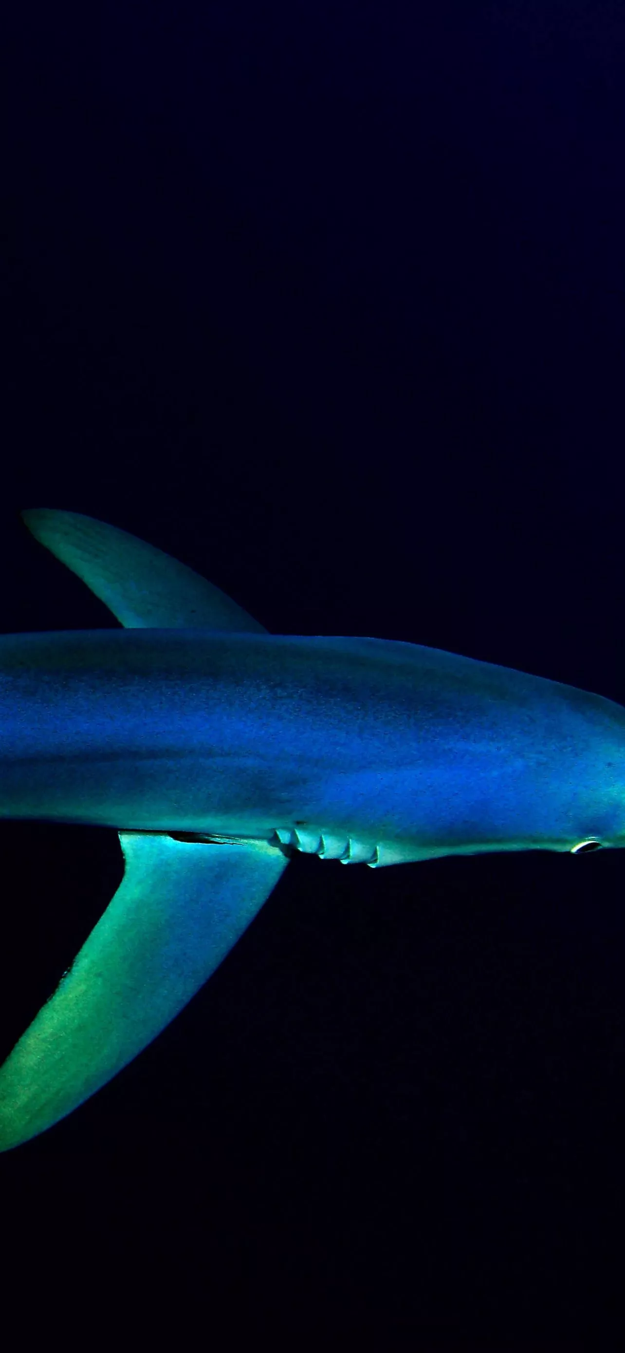 Blue Shark Wallpaper 4K, Underwater
