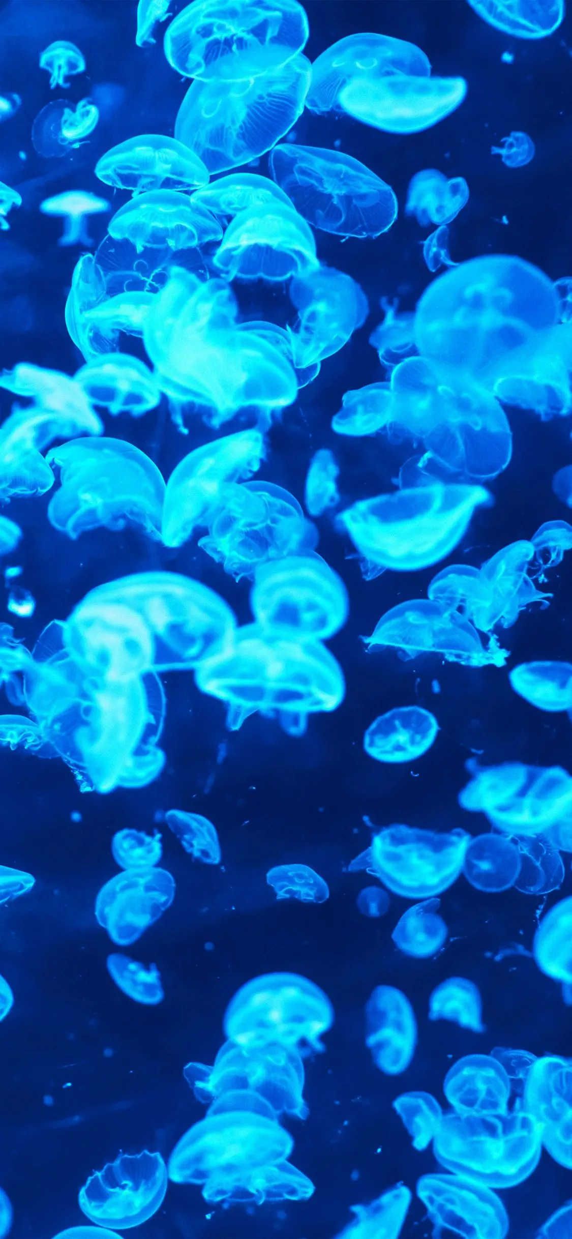 Animal Sea Ocean Blue Jellyfish
