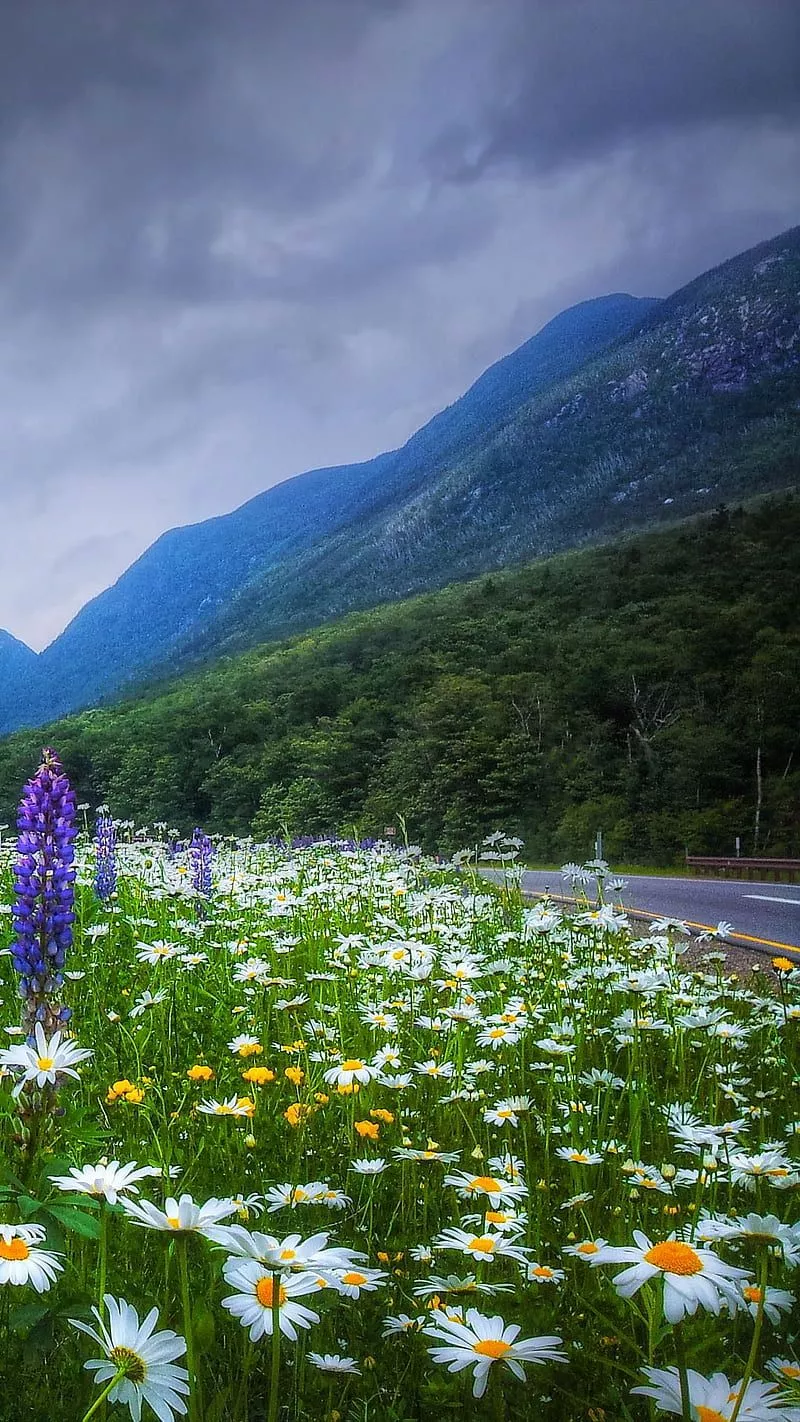 Franconia Notch, flowers, new hampshire