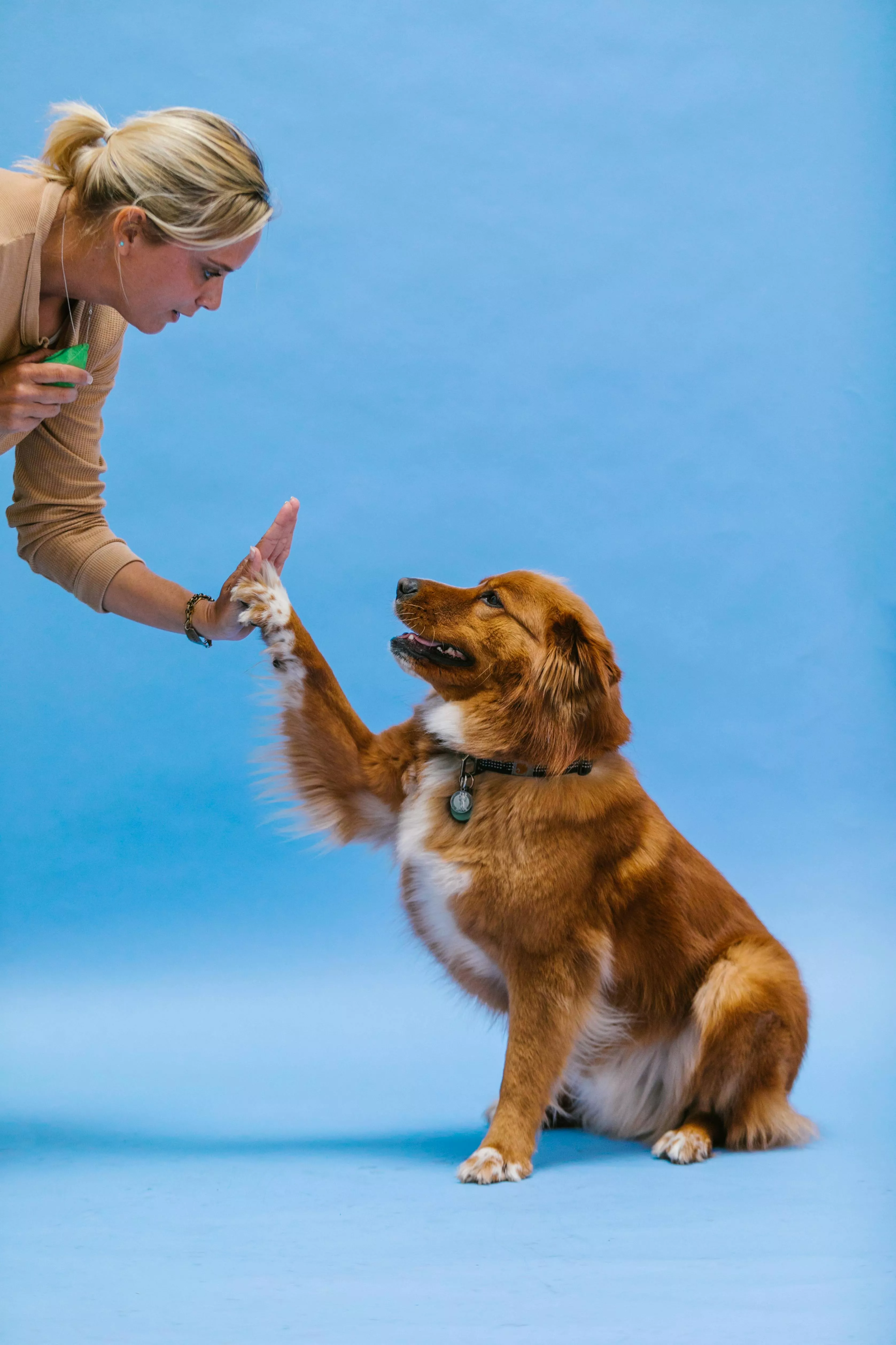 Dog Doing a High Five · Free