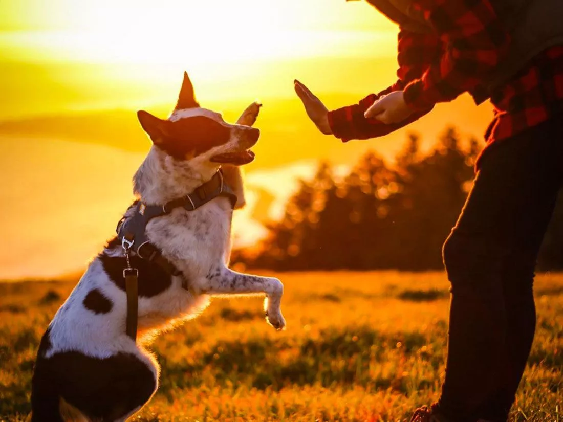 High Five Jerky Gift Pack for Dog
