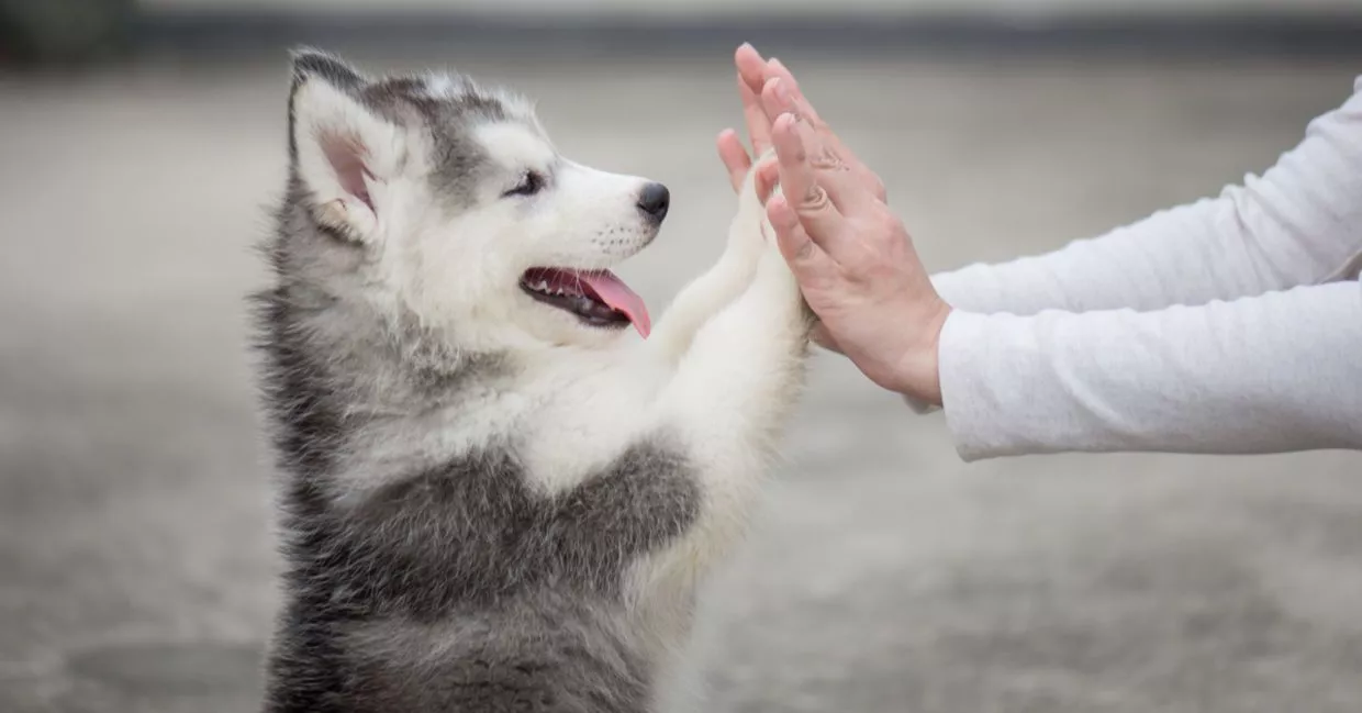 of the Cutest Dog Videos of All Time