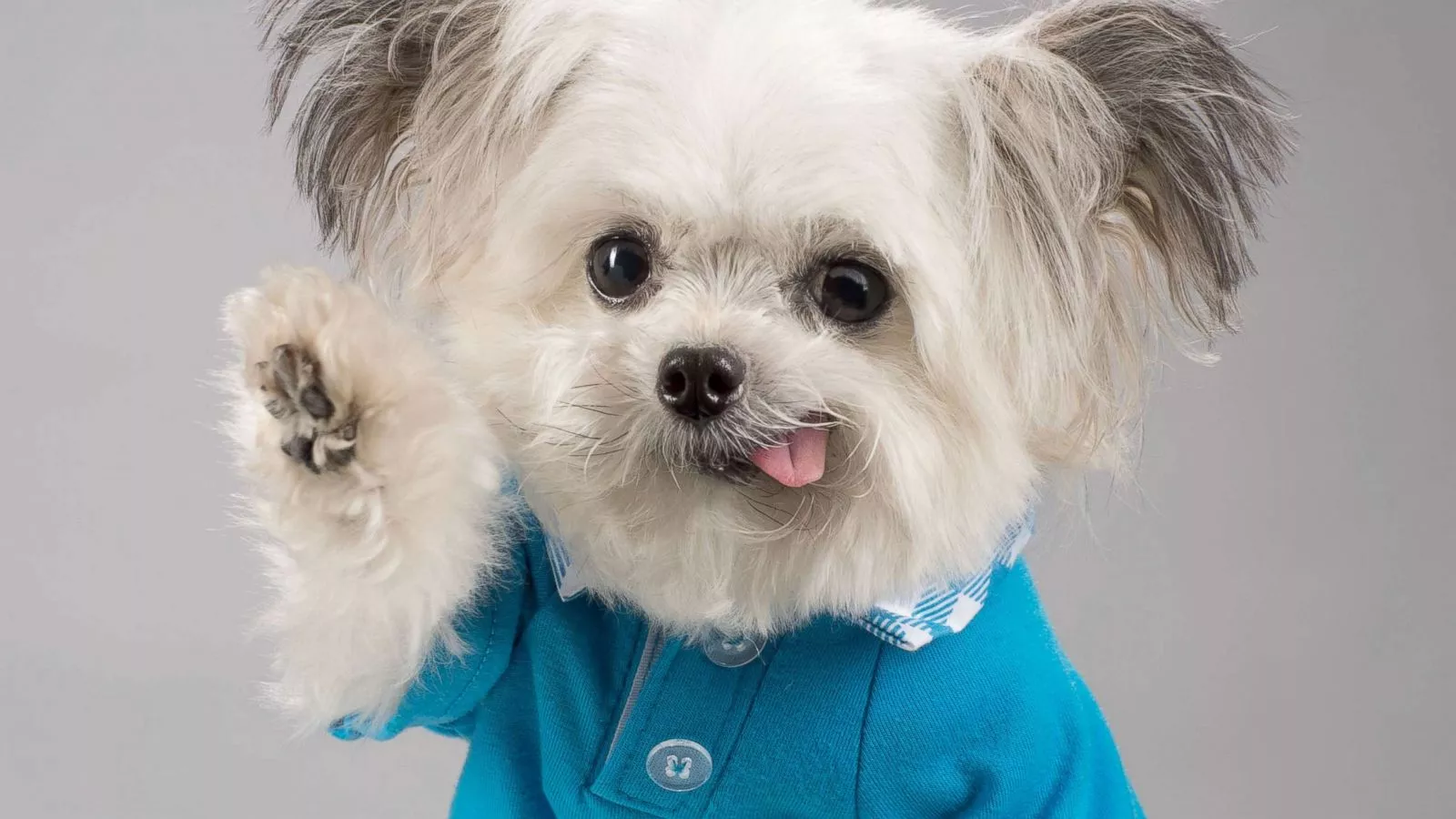 Adorable High Fiving Therapy Dog