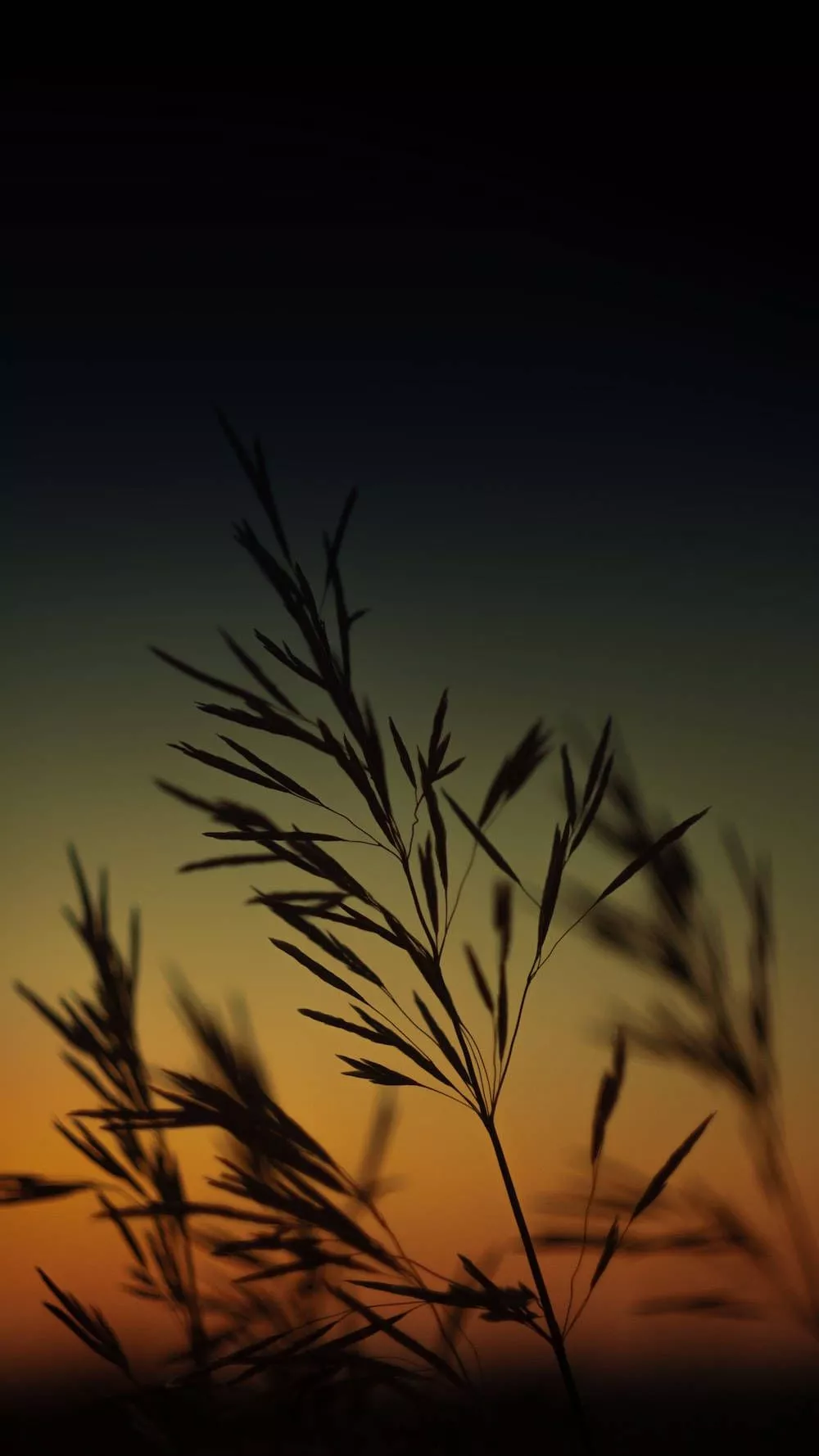 iPhone 12 Pro Crops Wallpaper