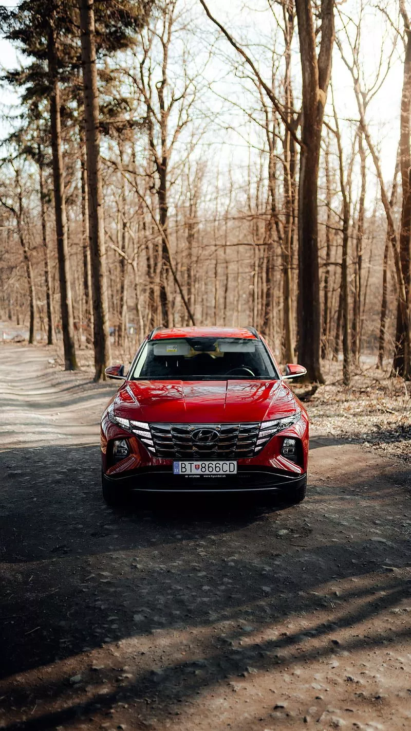 forest, HD phone wallpaper