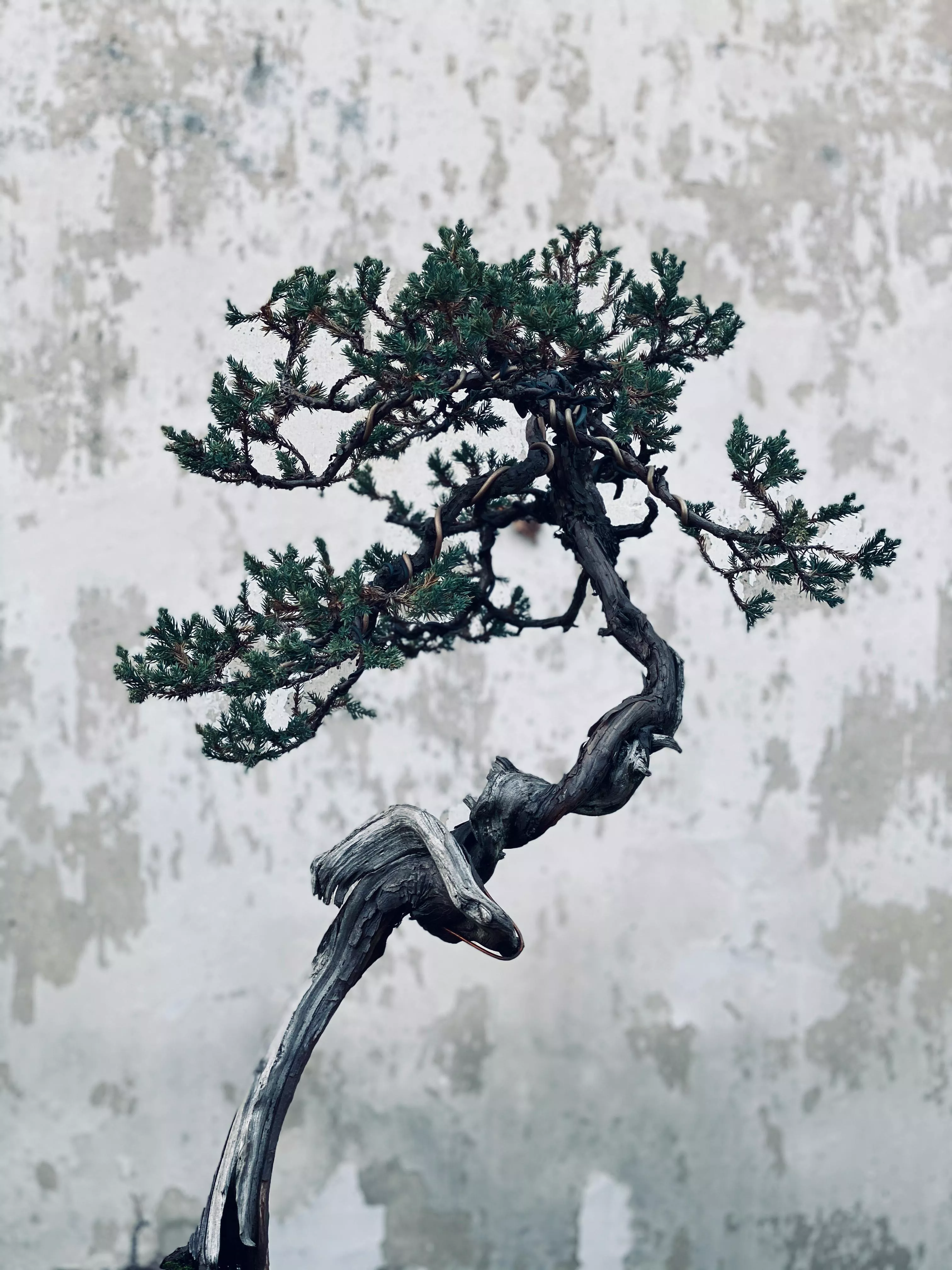 Bonsai · Free