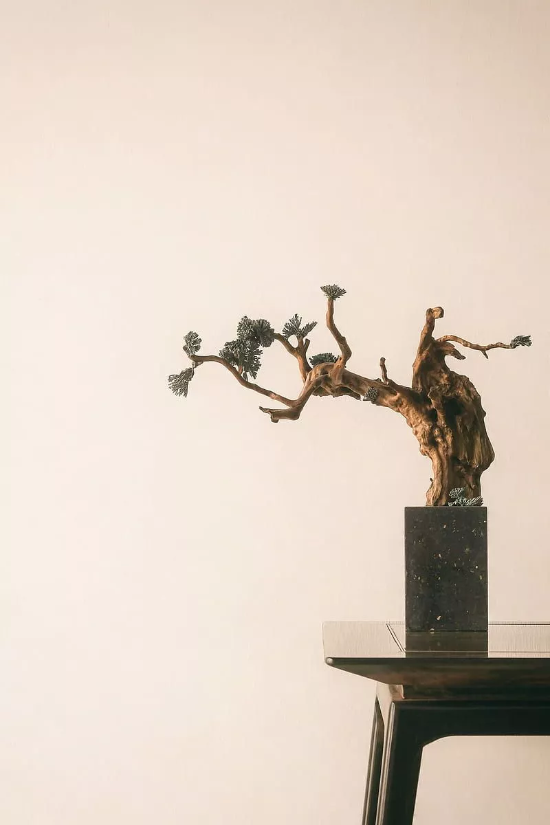 Bonsai, tree, minimalism, HD phone