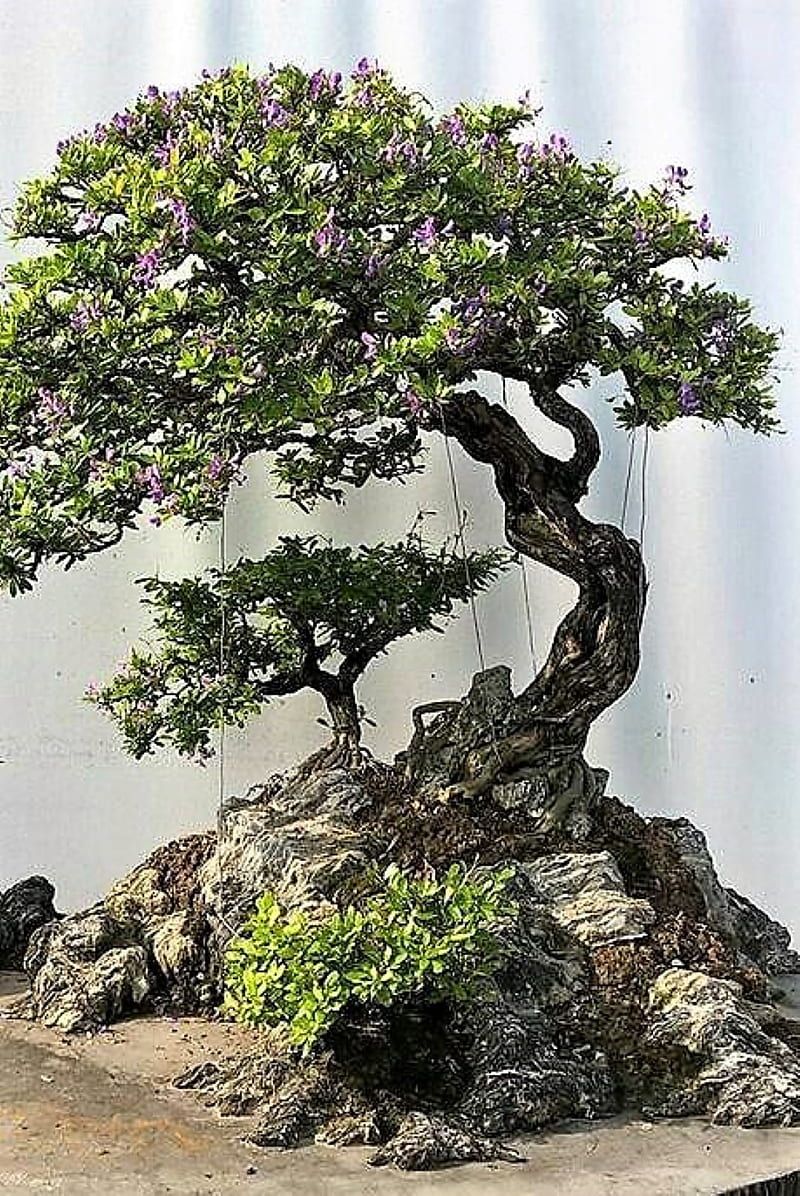 Bonsai, nice, HD phone wallpaper