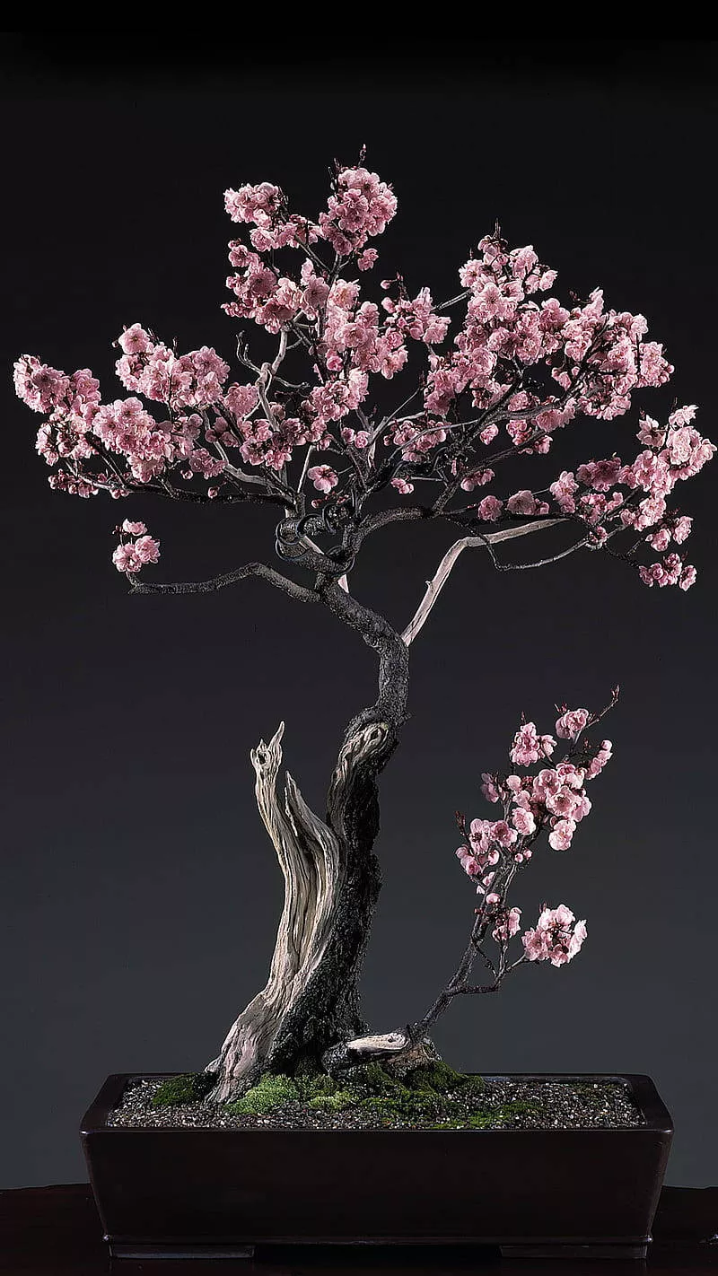 Download Bonsai Tree Cherry Blossoms