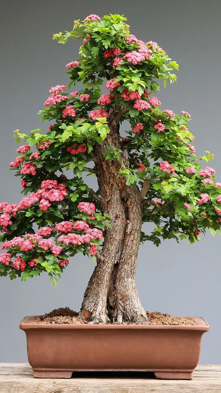 wallpaper 750x1334 bonsai, tree, flora