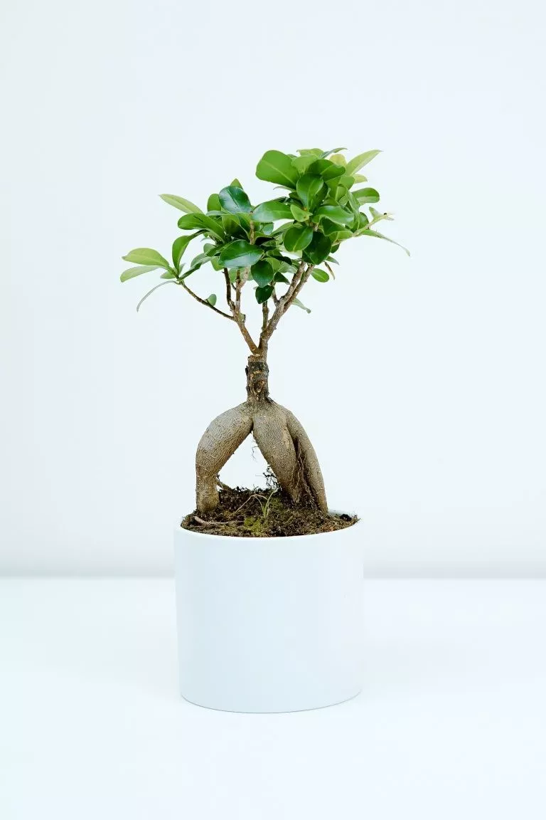 Bonsai Plant Indoor Ultra HD Wallpaper