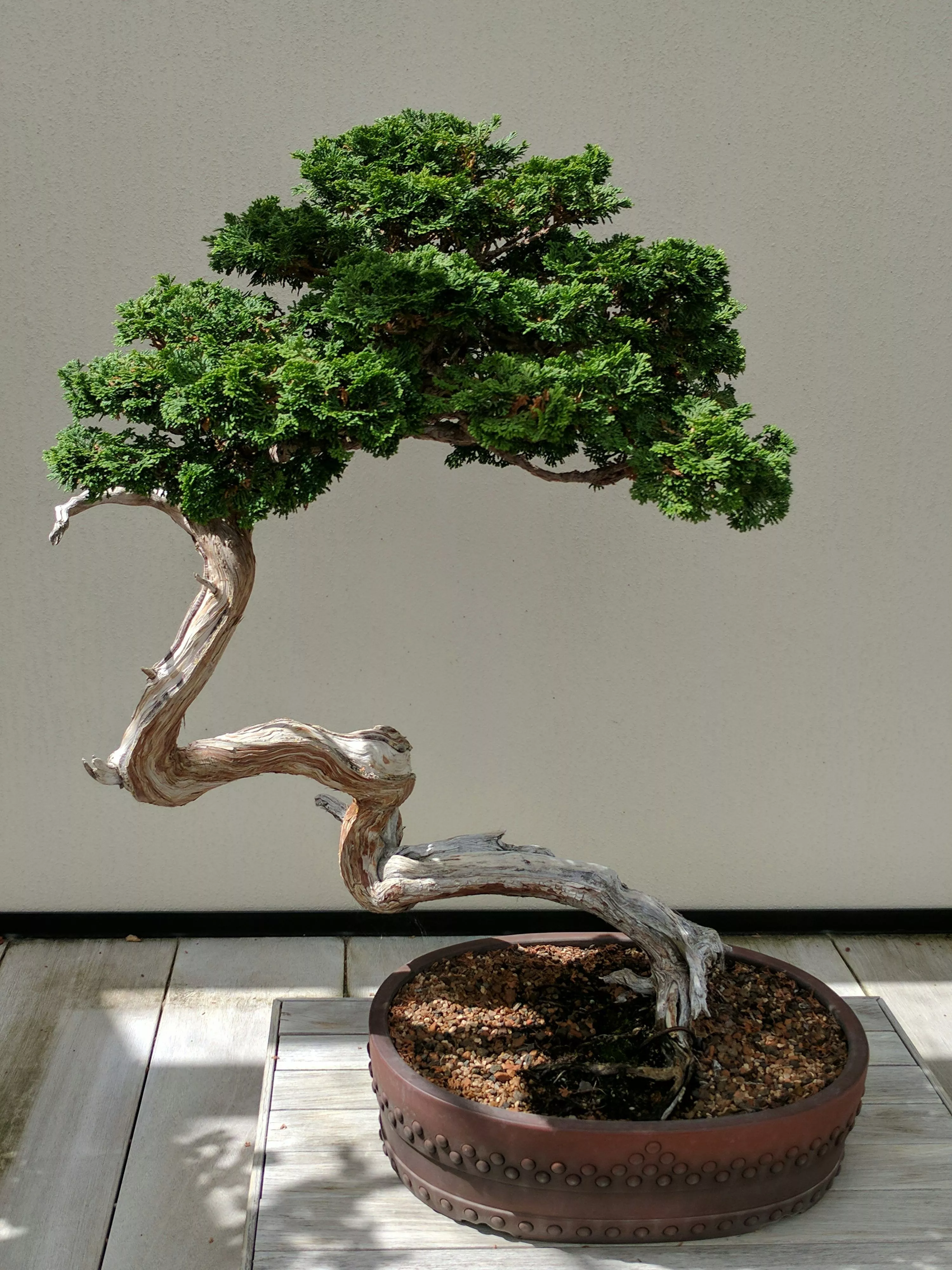 30,Bonsai Tree Picture. Download