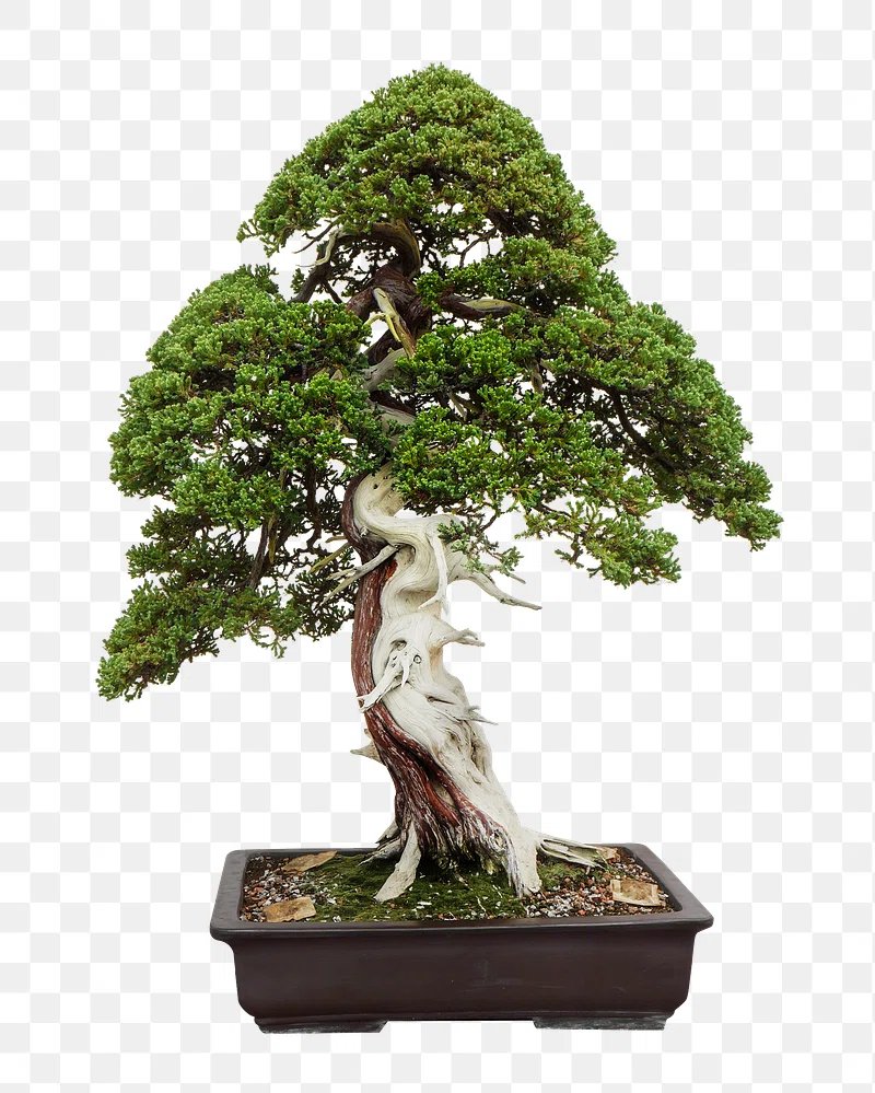 Bonsai Trees Image. Free Photo, PNG