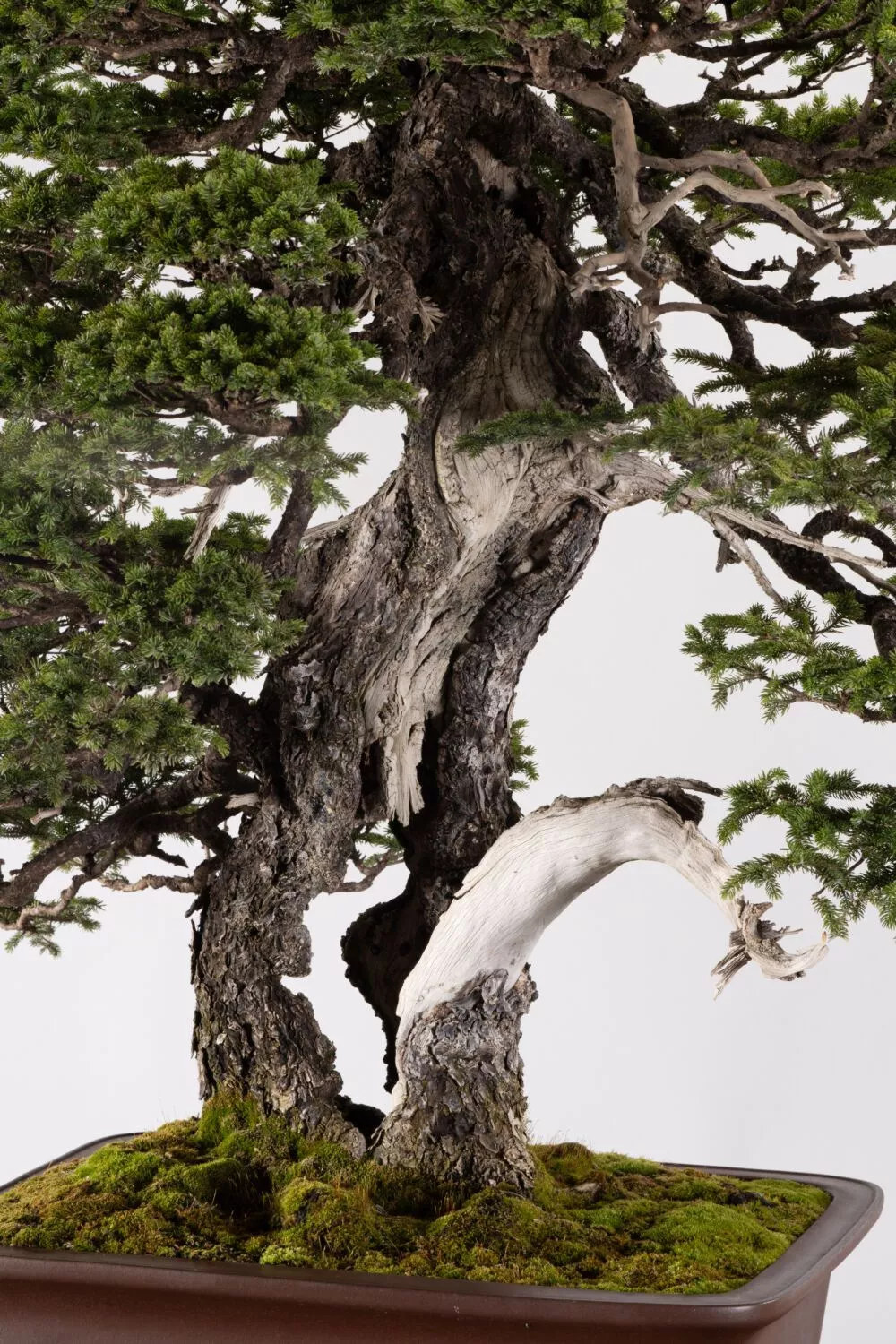 The Omiya Bonsai Art Museum, Saitama