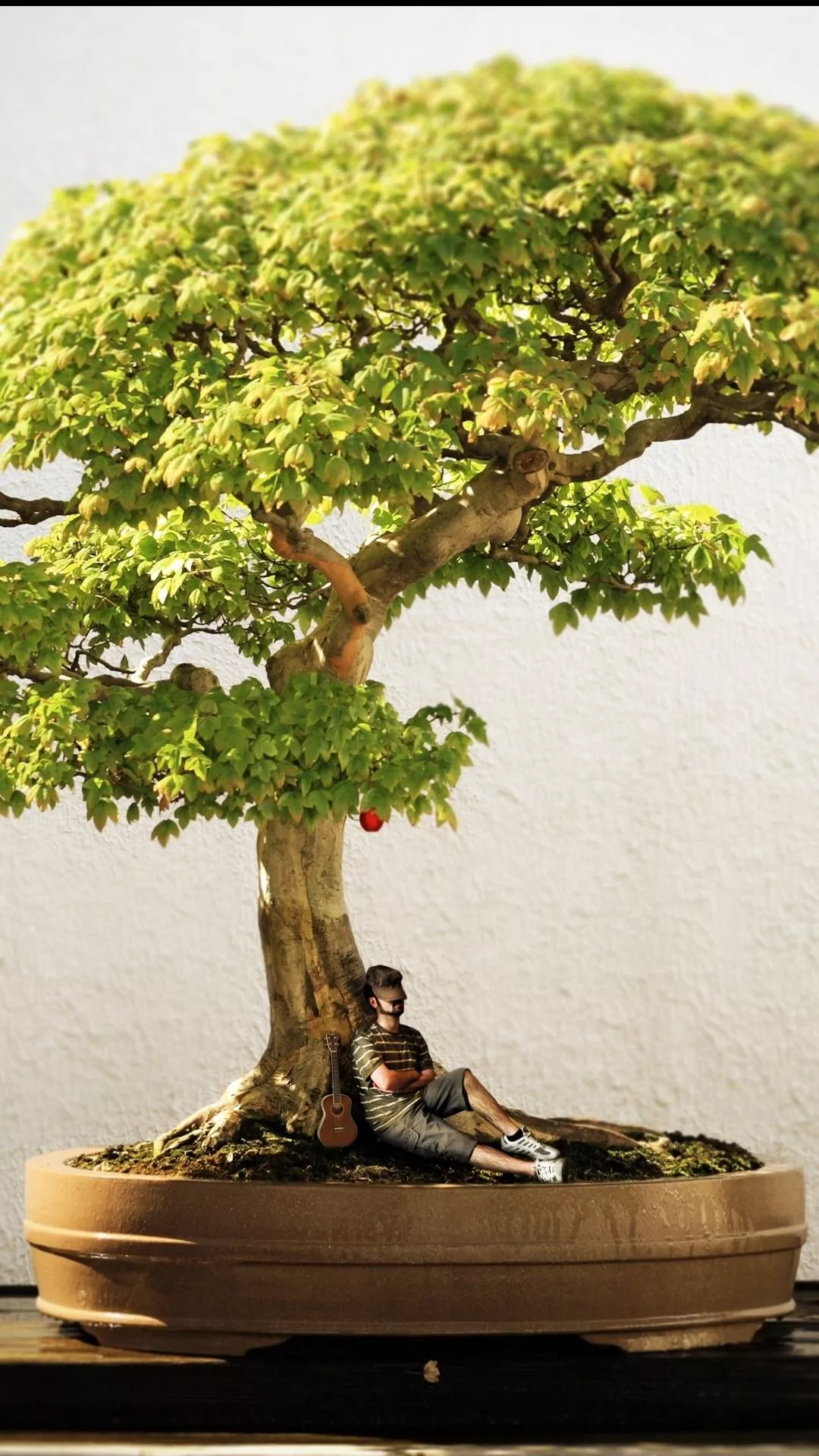 Bonsai Tree iPhone Wallpaper