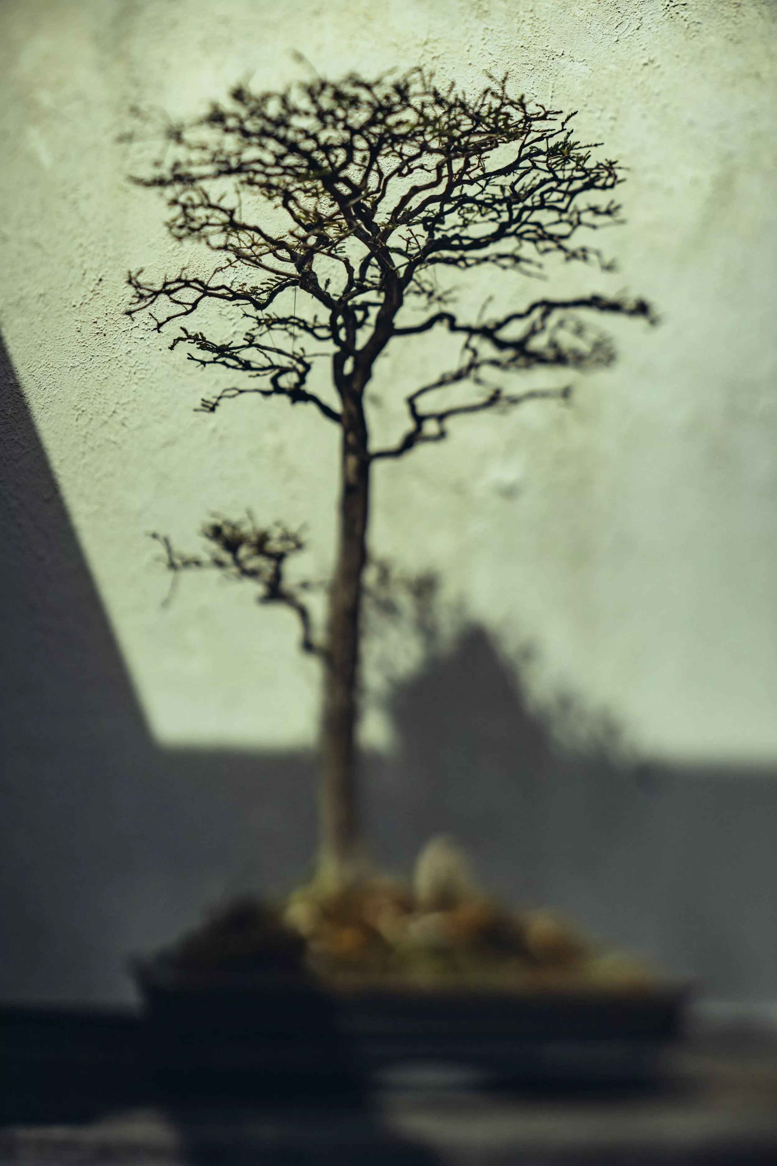 National Bonsai Foundation
