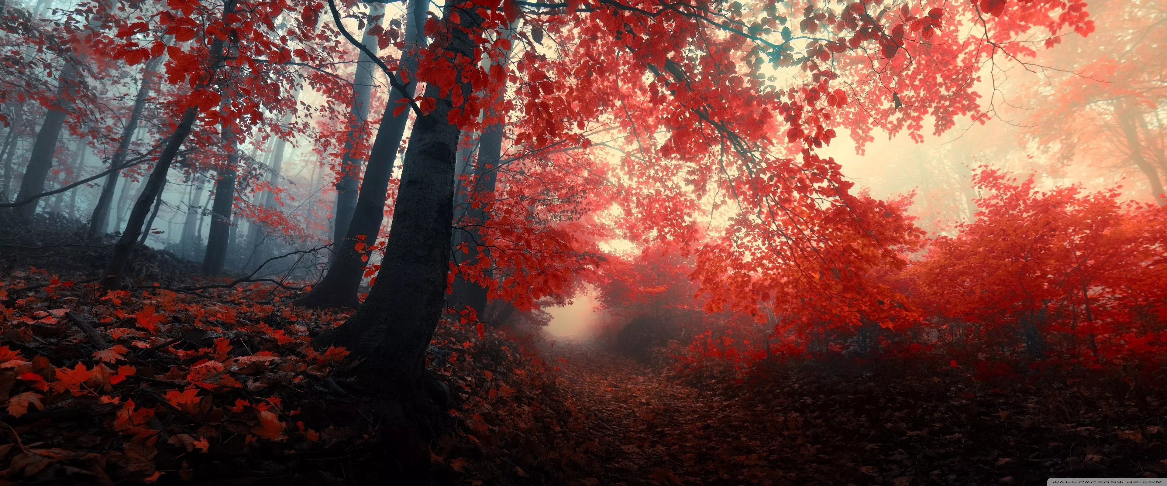 Red Autumn Trees Fog Ultra HD Wallpaper
