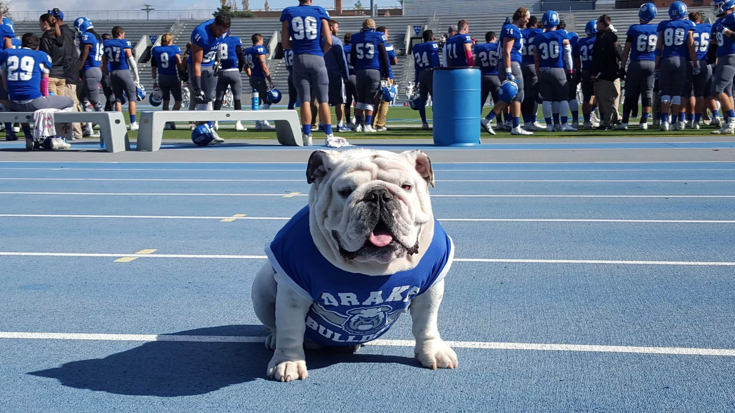 Drake University live mascot Griff to
