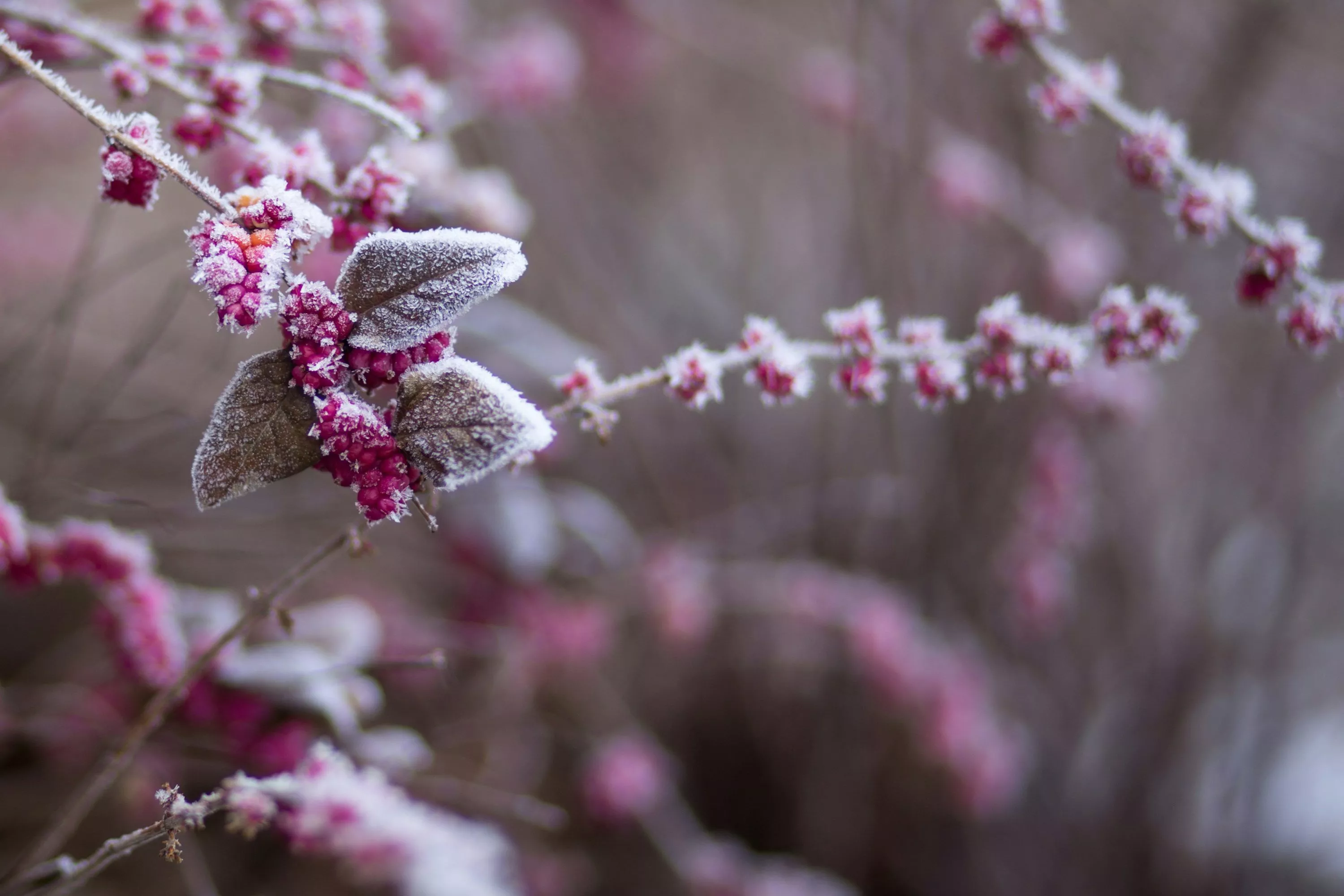 Flower In Snow Picture. Download Free