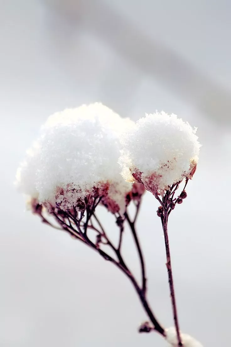 Snow Flowers wallpaper
