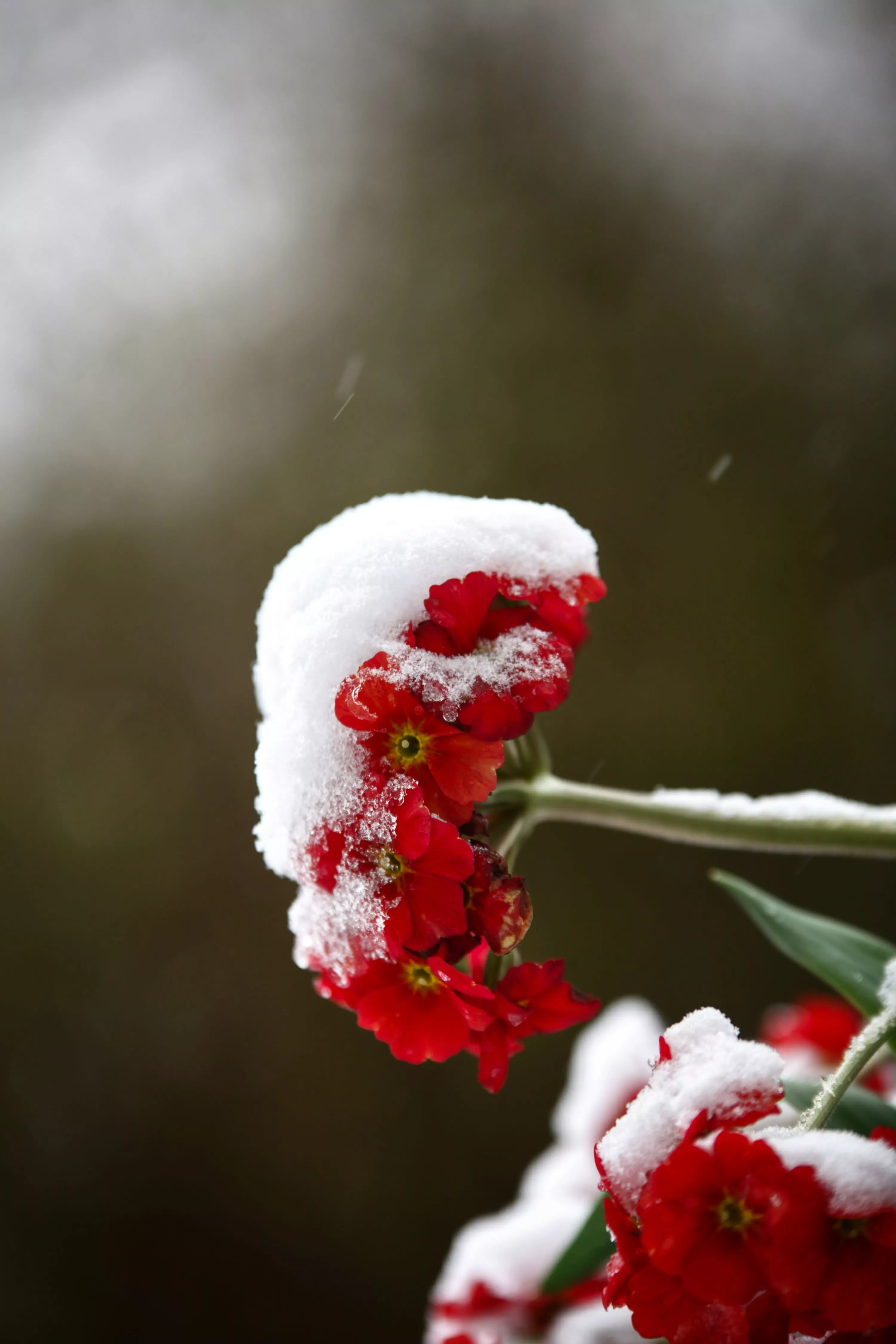 A red flower with snow on it photo