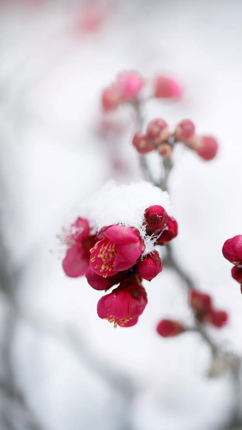 frost, flowers, HD phone wallpaper